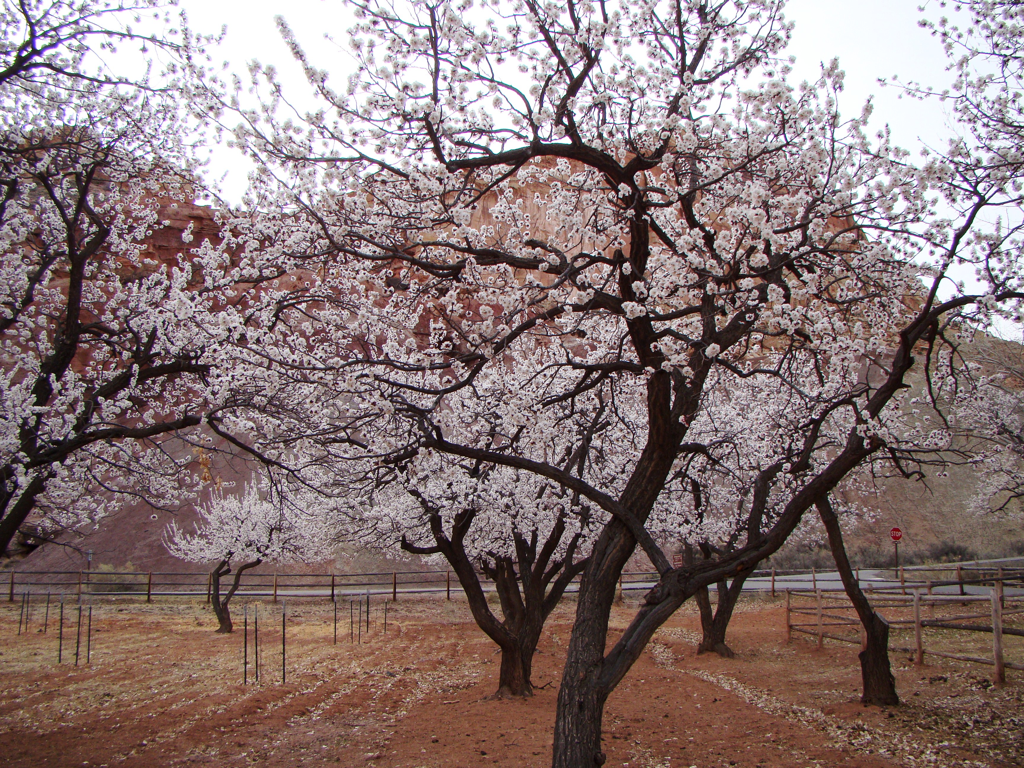 capitol-reef-fruita-orchard-fall