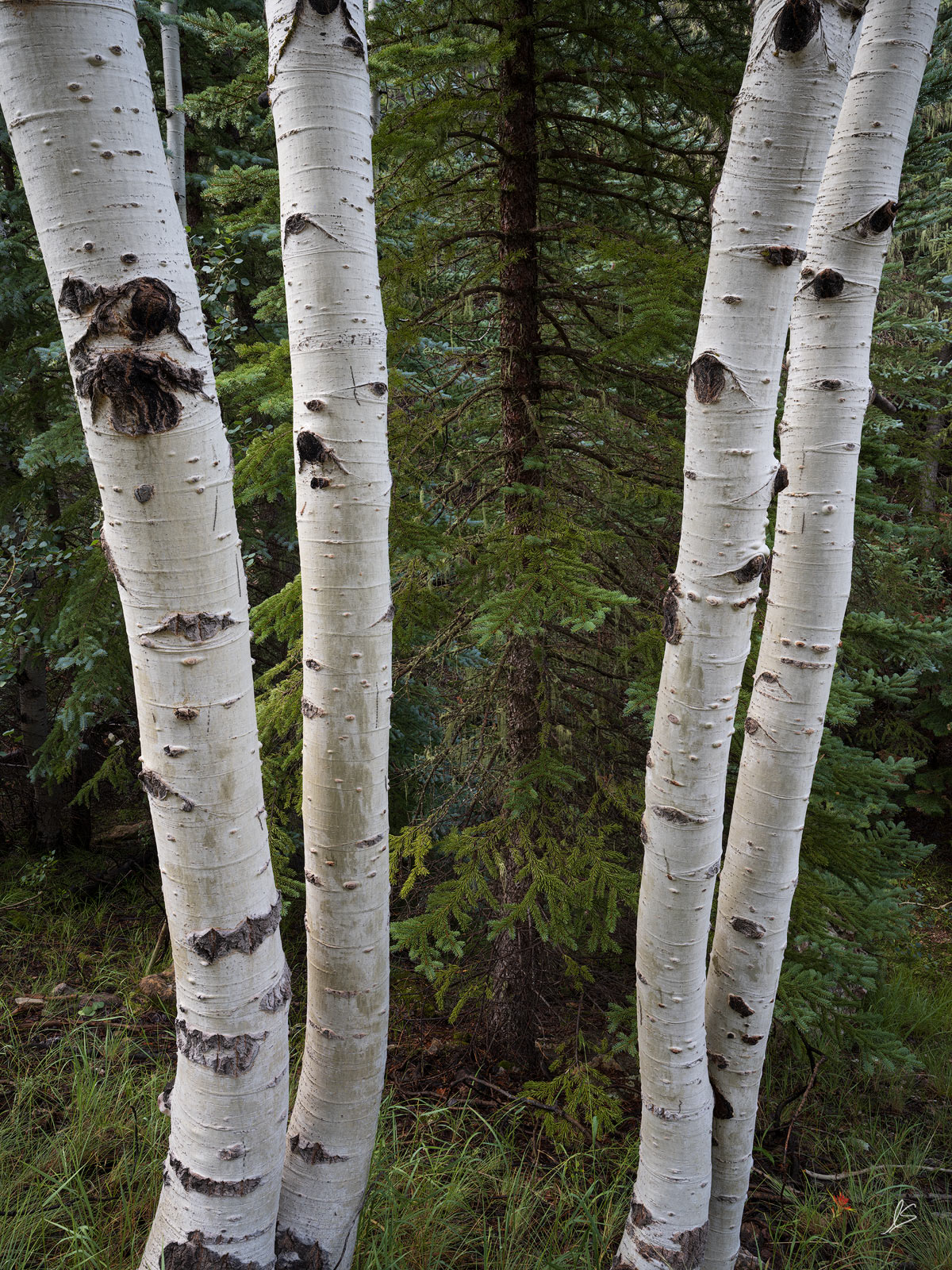 grand-canyon-north-rim-aspen-trees