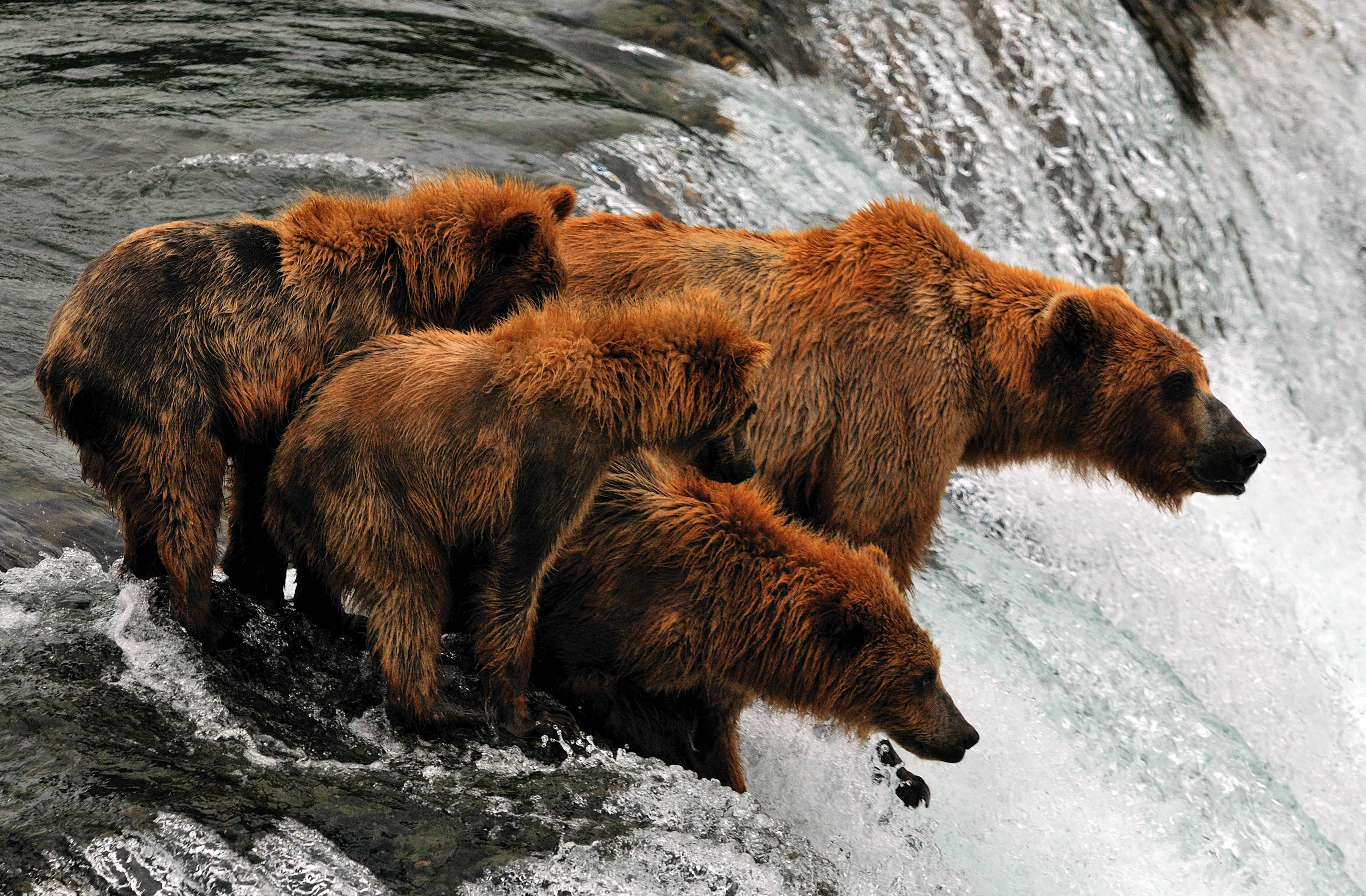 katmai-national-park-brooks-camp-autumn