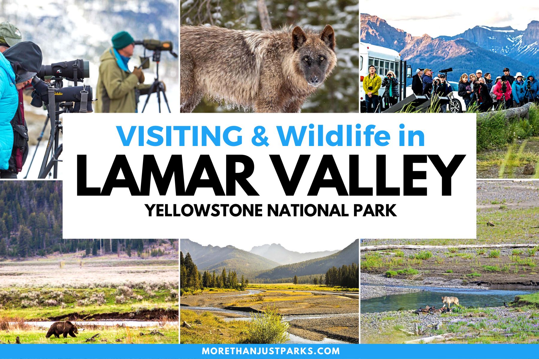 Yellowstone National Park Lamar Valley wildlife