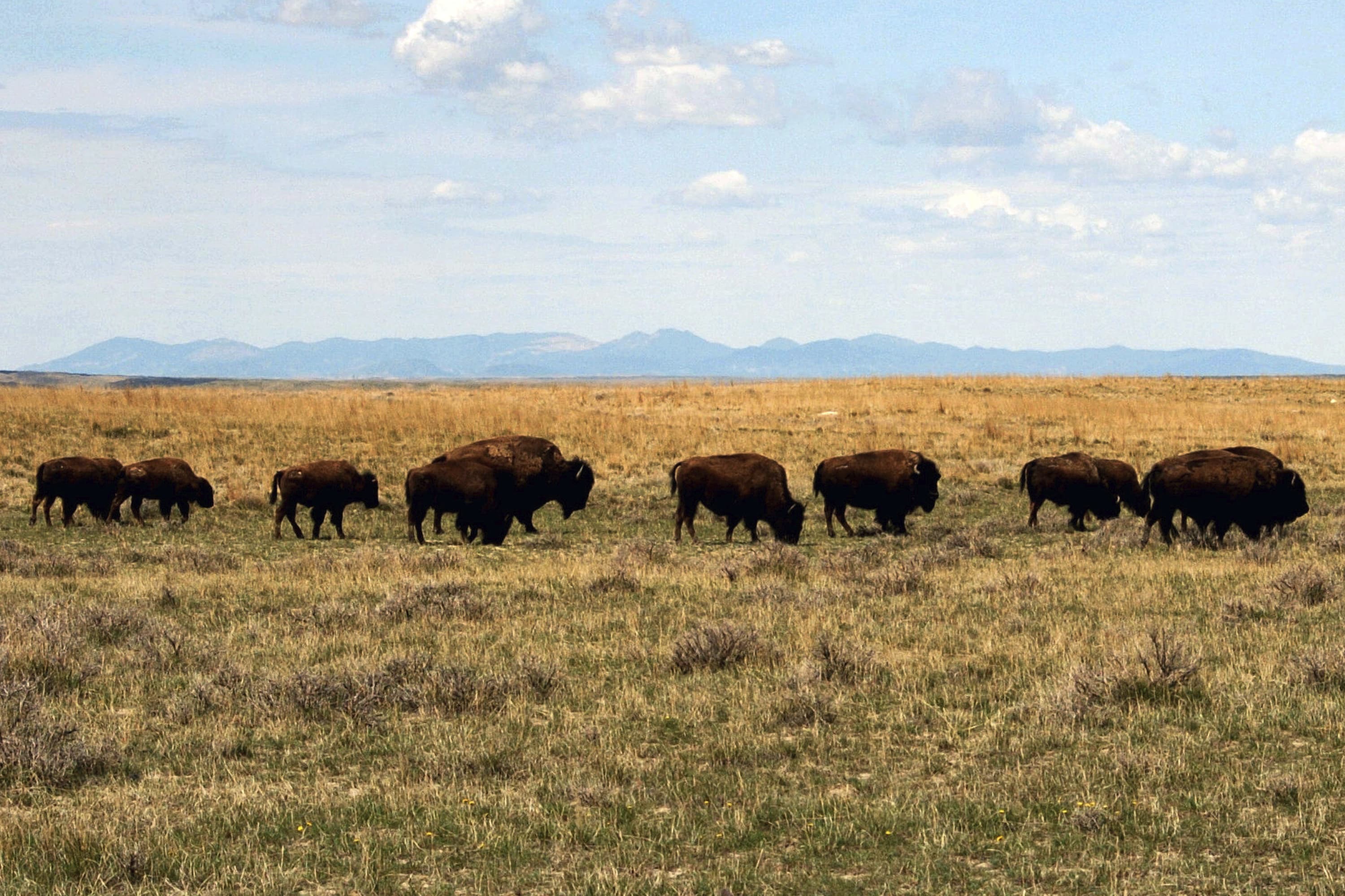 american prairie reserve montana grassland