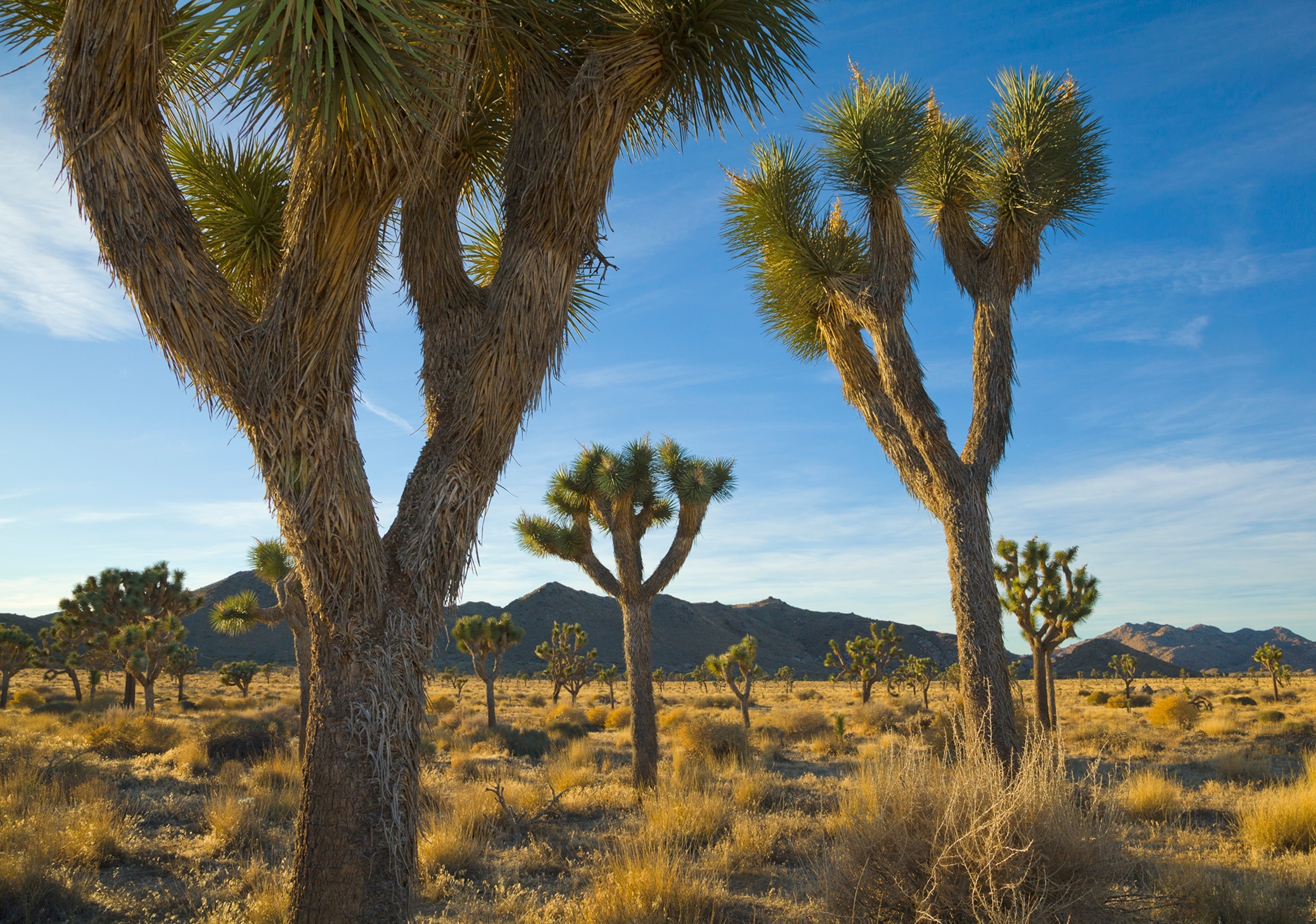 Joshua Tree National Park California