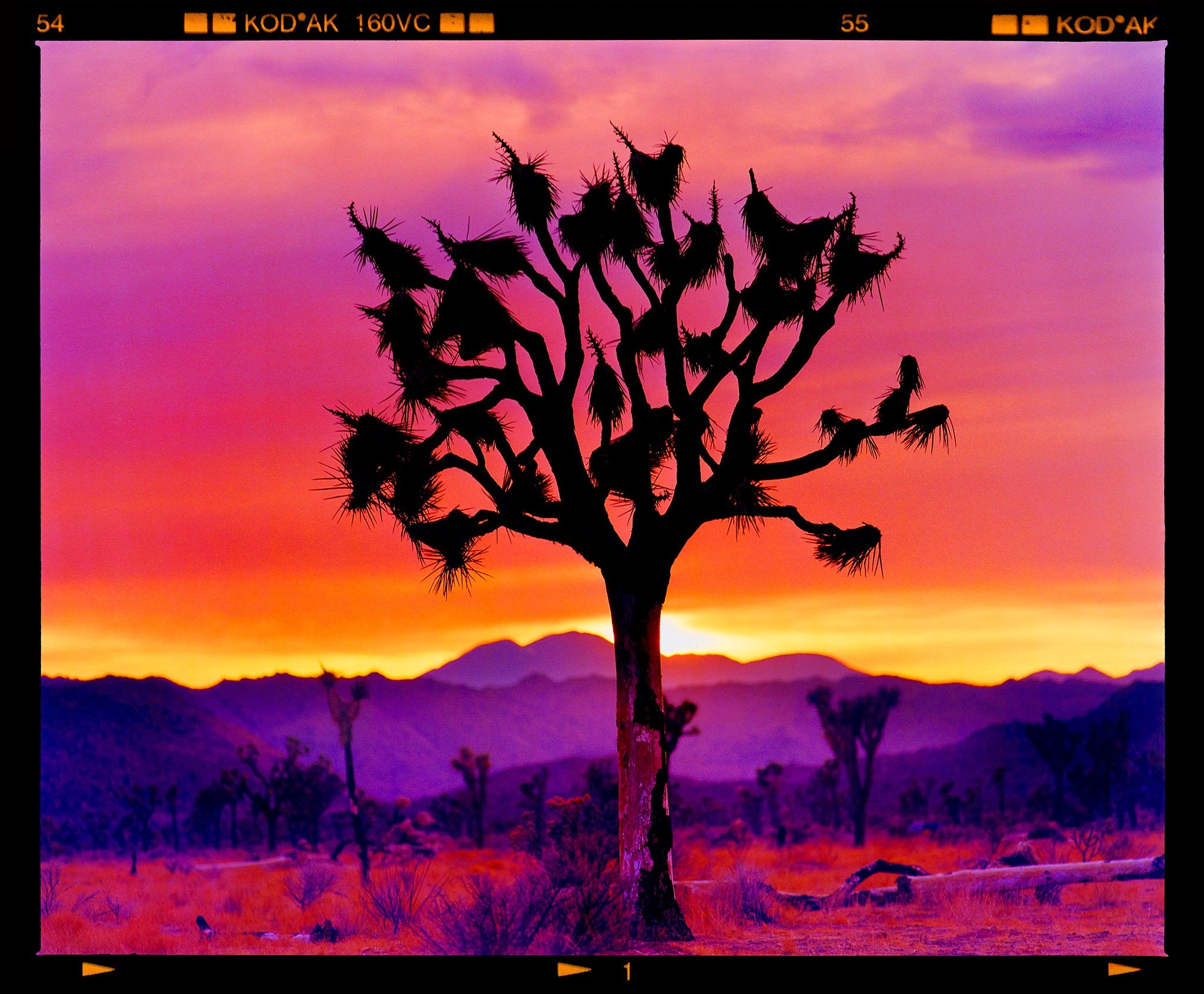 california desert joshua tree landscape