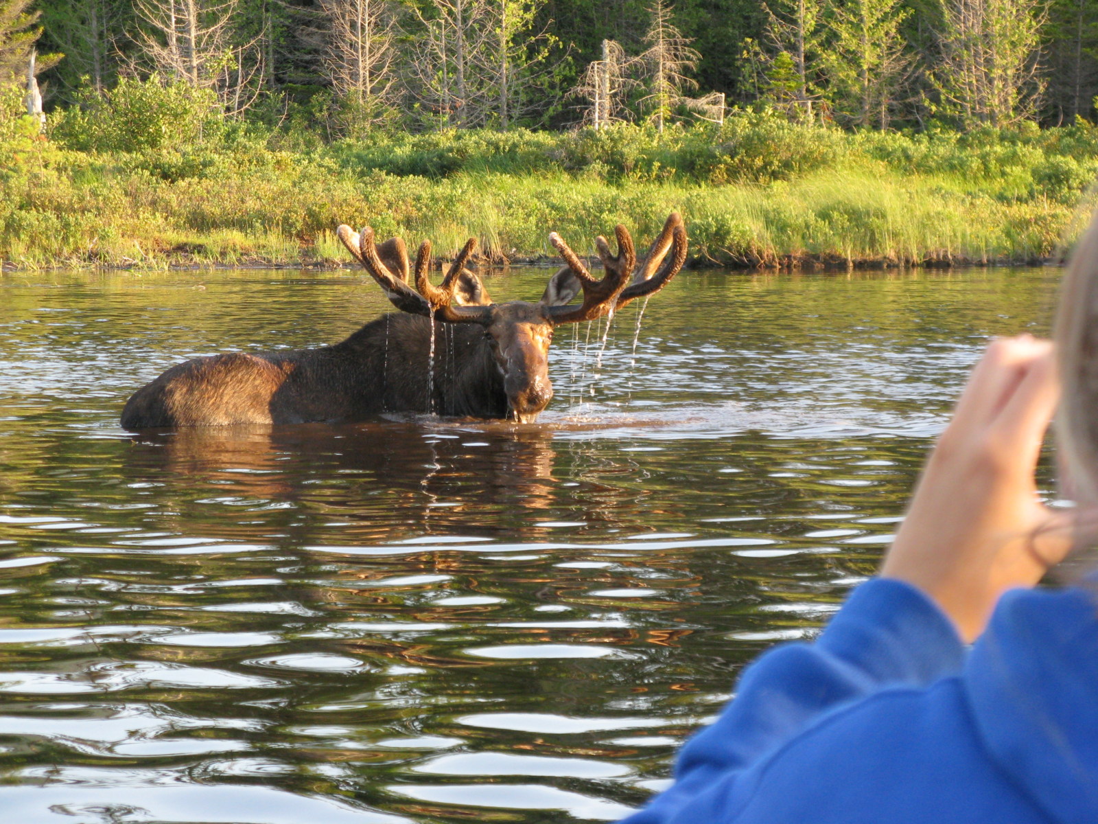 moosehead lake maine moose safari