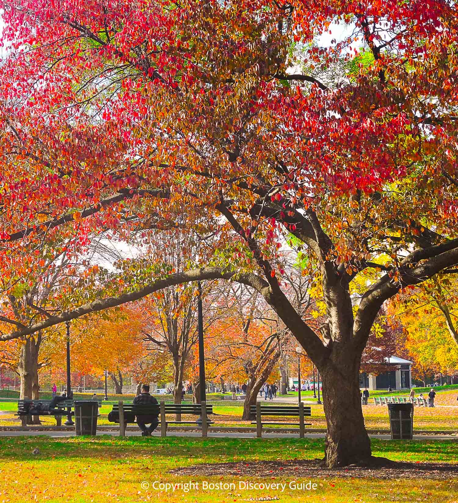Boston Logan Airport fall foliage
