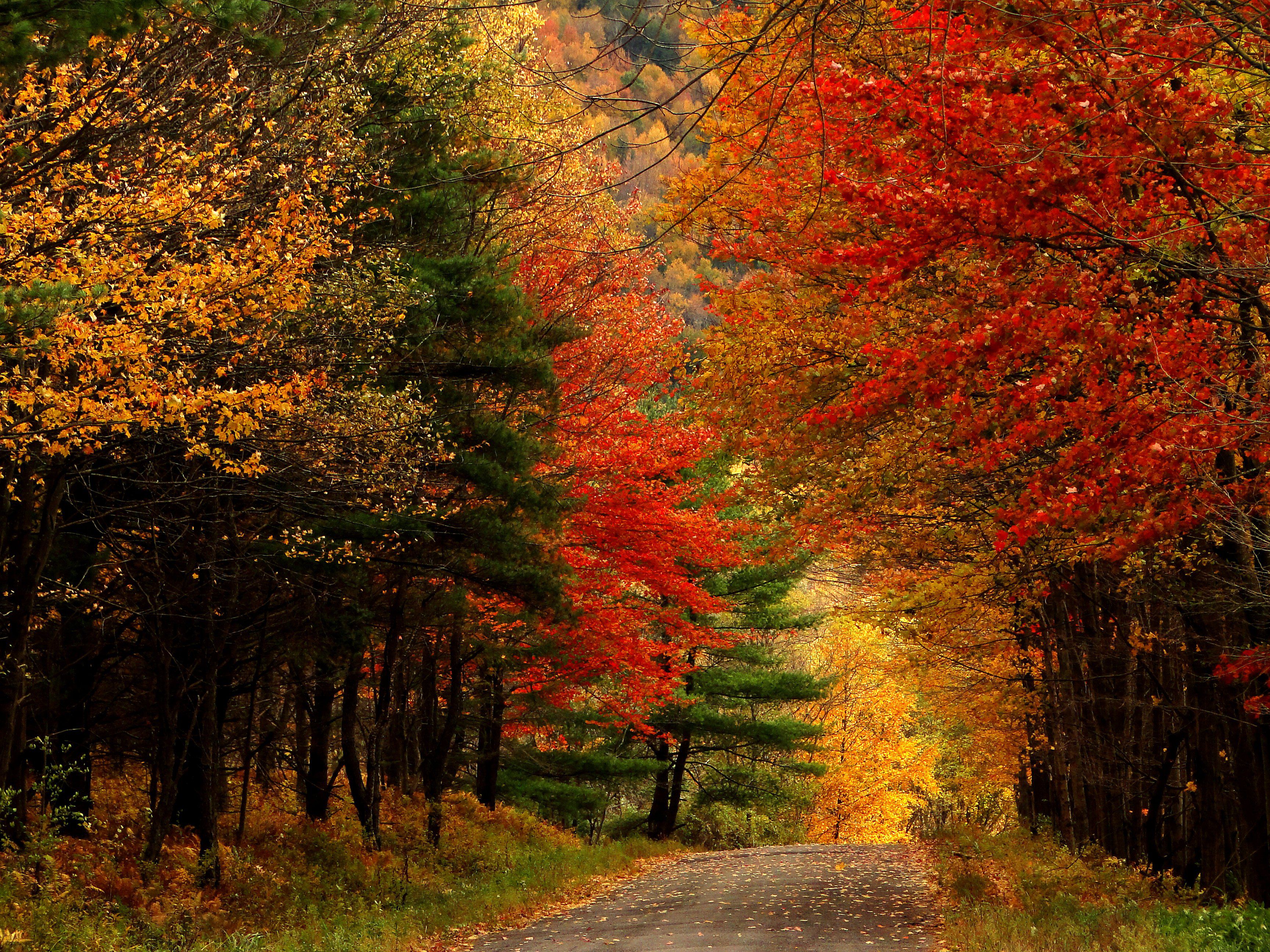 upstate new york fall foliage