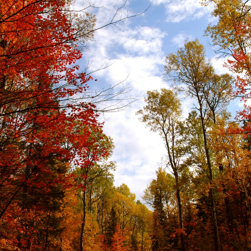 Clingmans Dome observation tower fall foliage