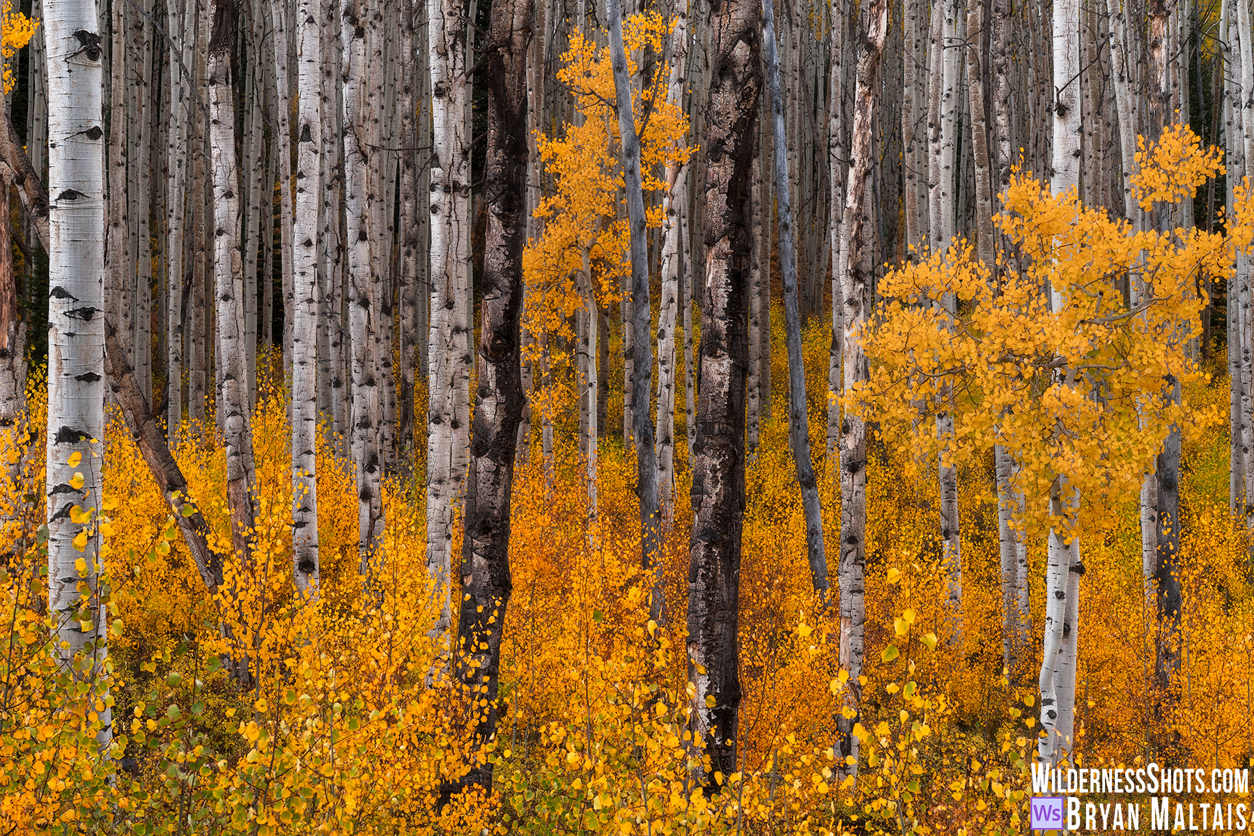 Crested Butte Colorado golden aspens fall