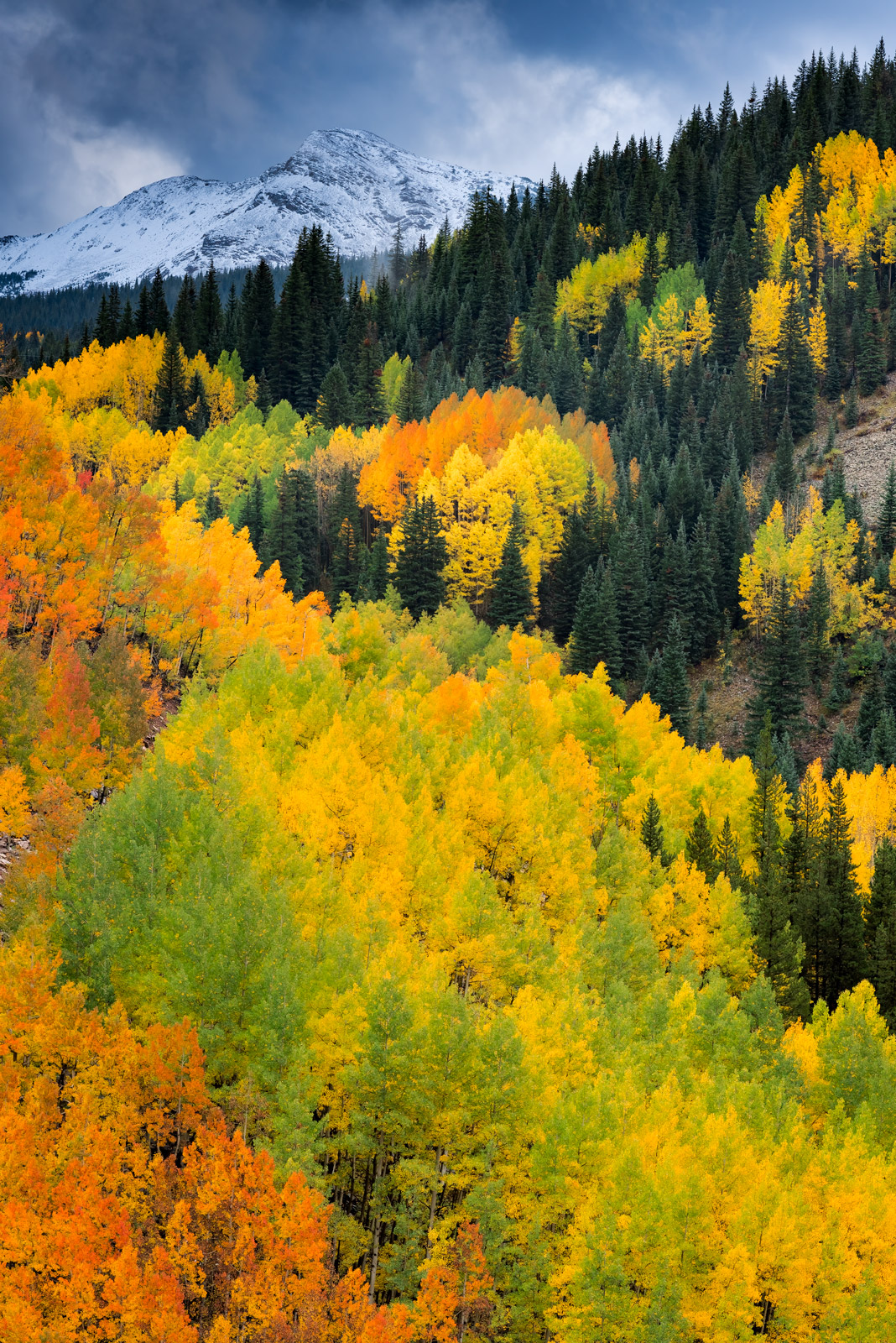 fall aspen trees Colorado mountains