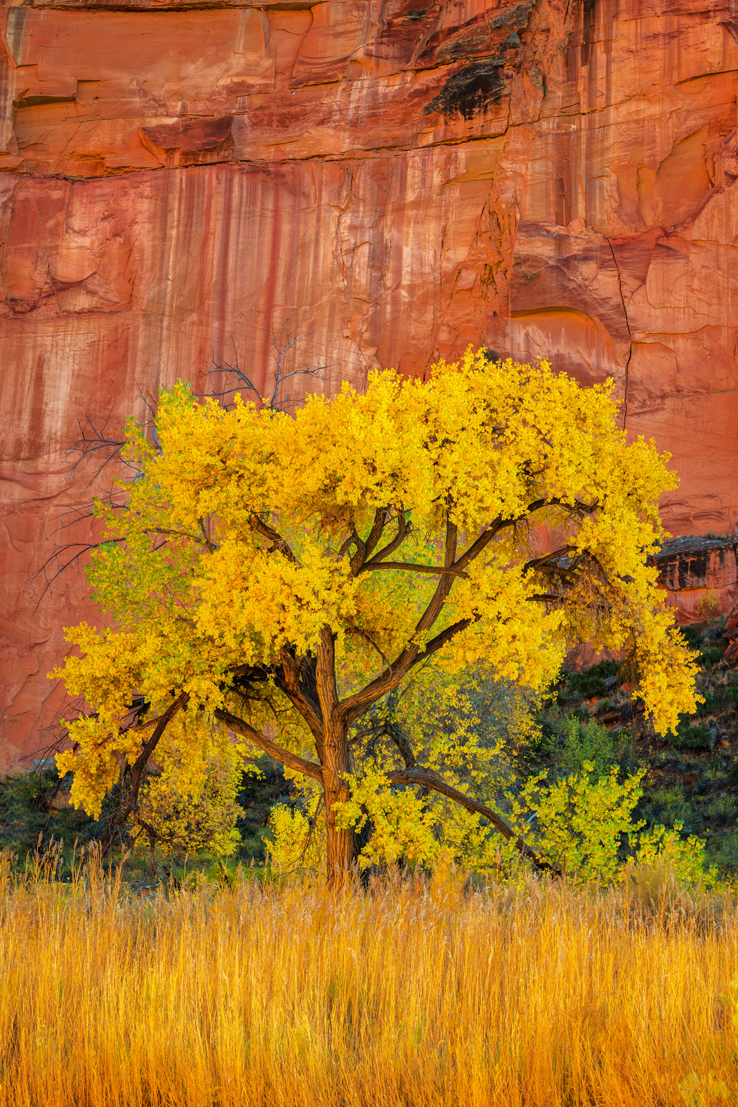 Zion Canyon red rock cottonwoods fall