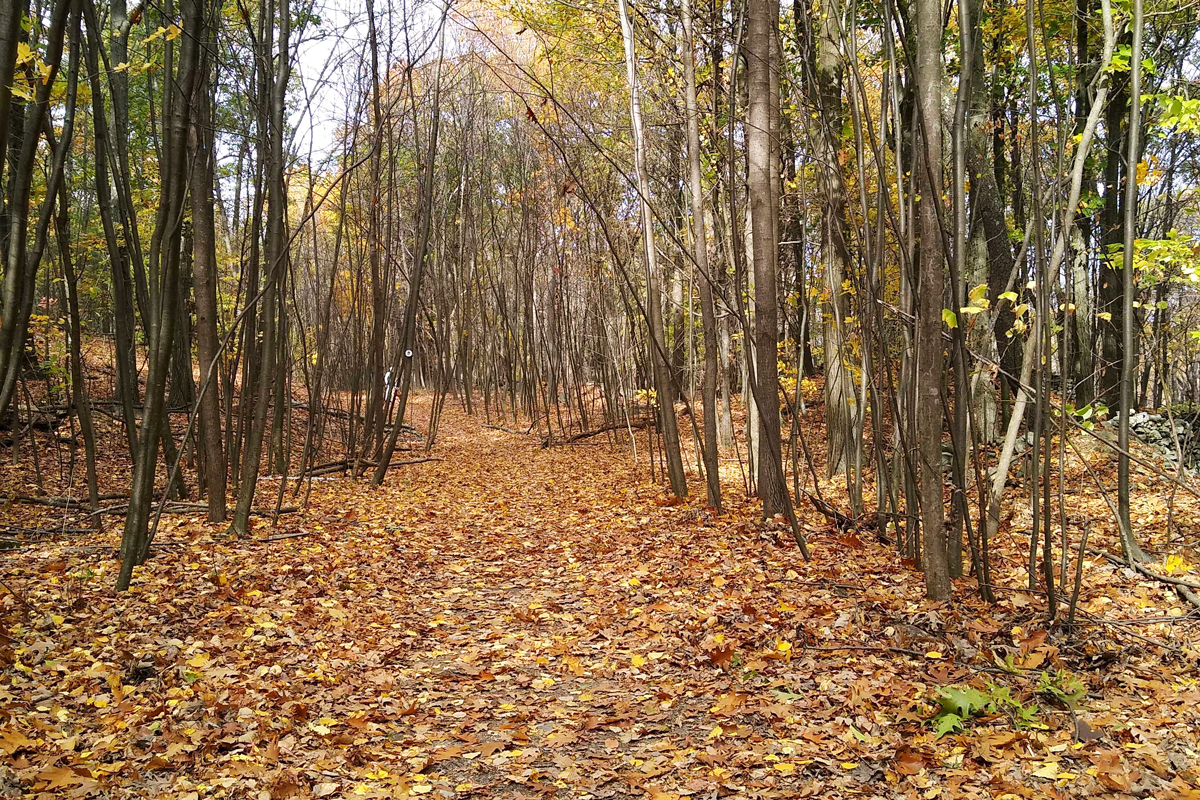 Fishkill Ridge Conservation Area fall foliage