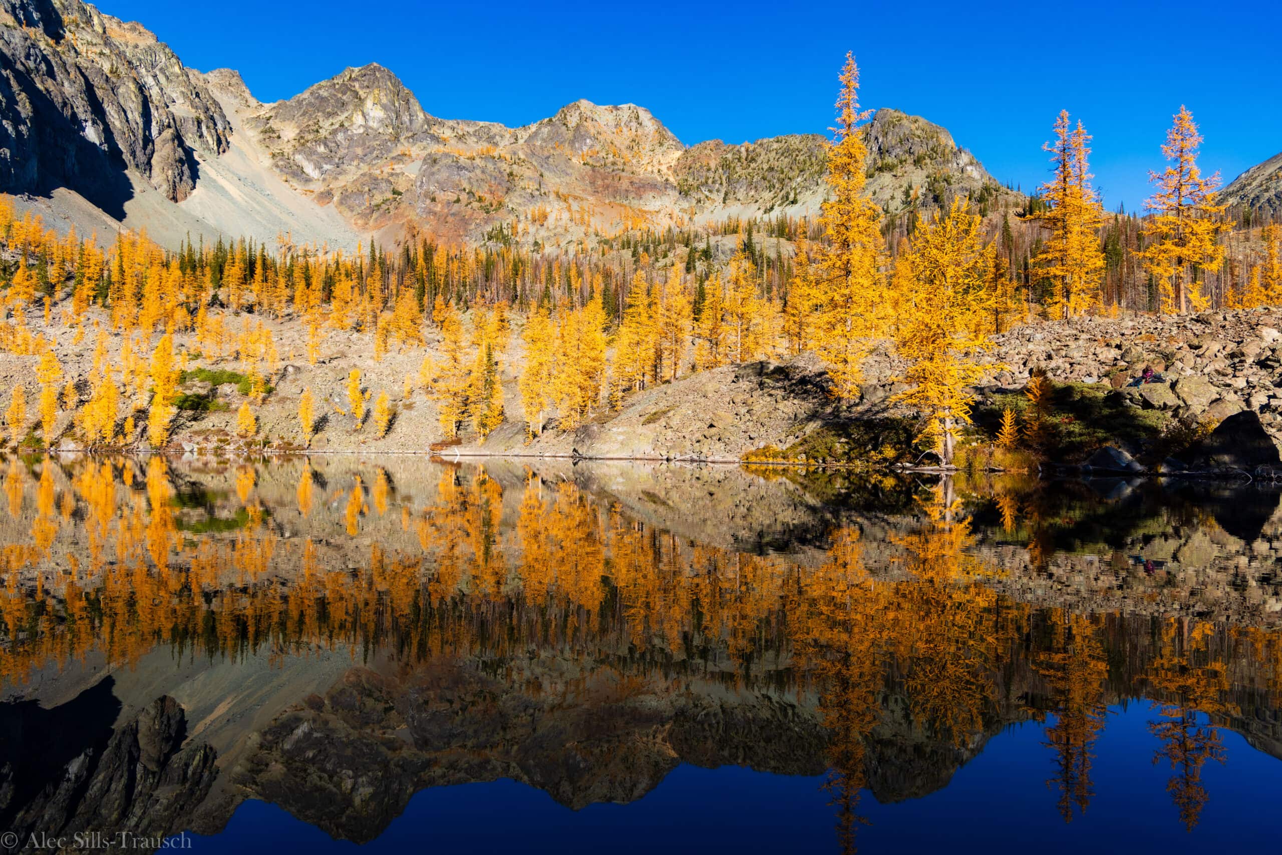 copper glance lake washington larch