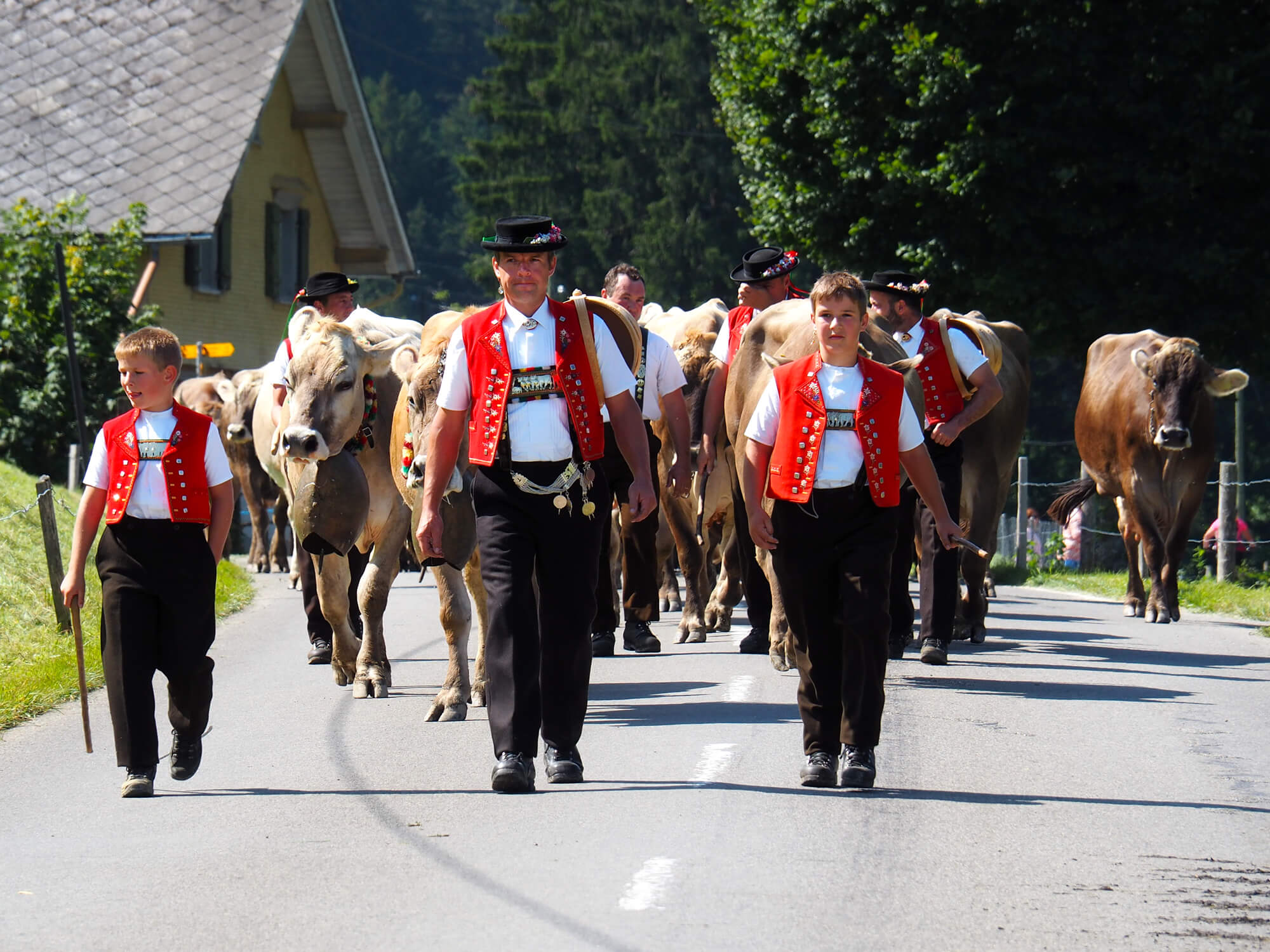 Swiss Alps Alpabzug cow procession hiking
