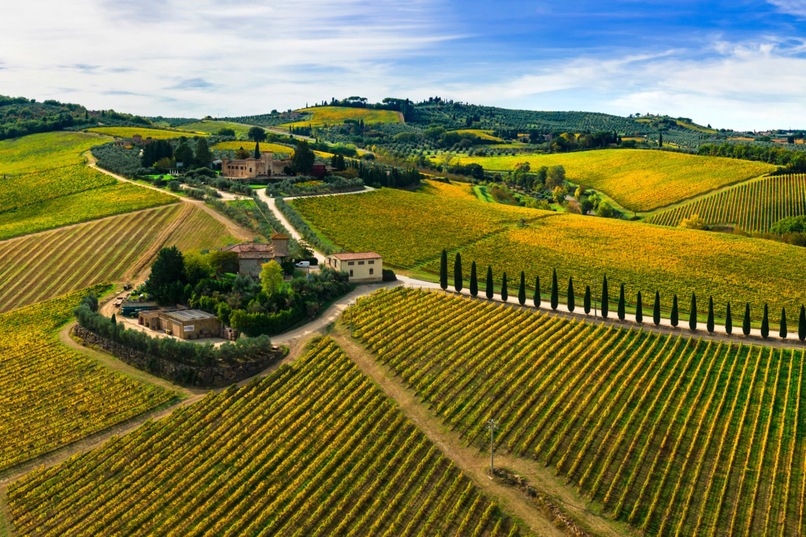 Tuscany vineyard harvest September