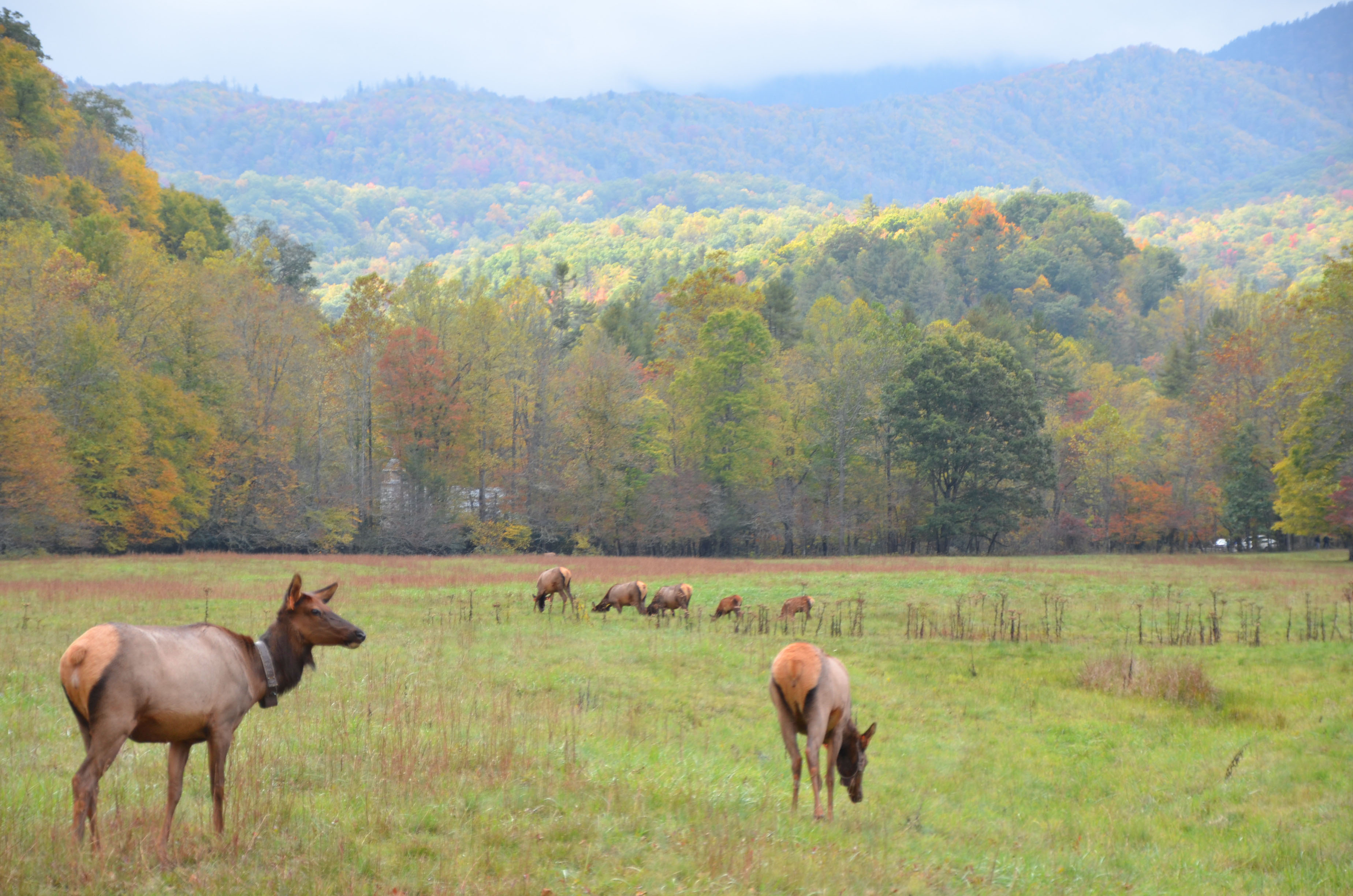 elk cataloochee valley great smoky mountains