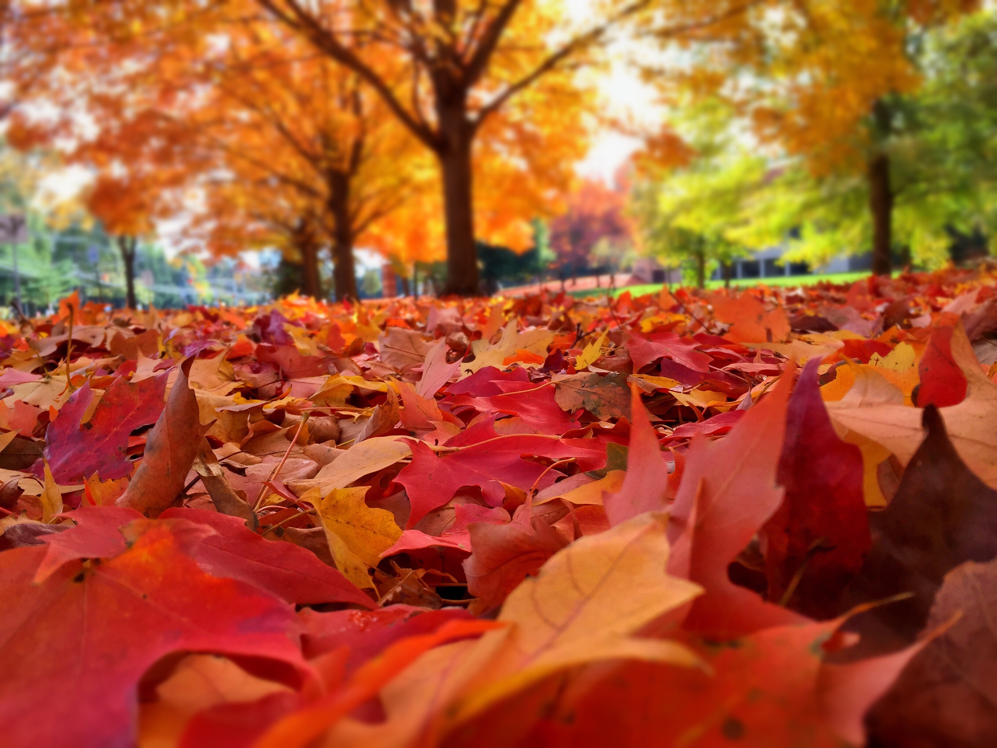 smoky mountains fall foliage colors