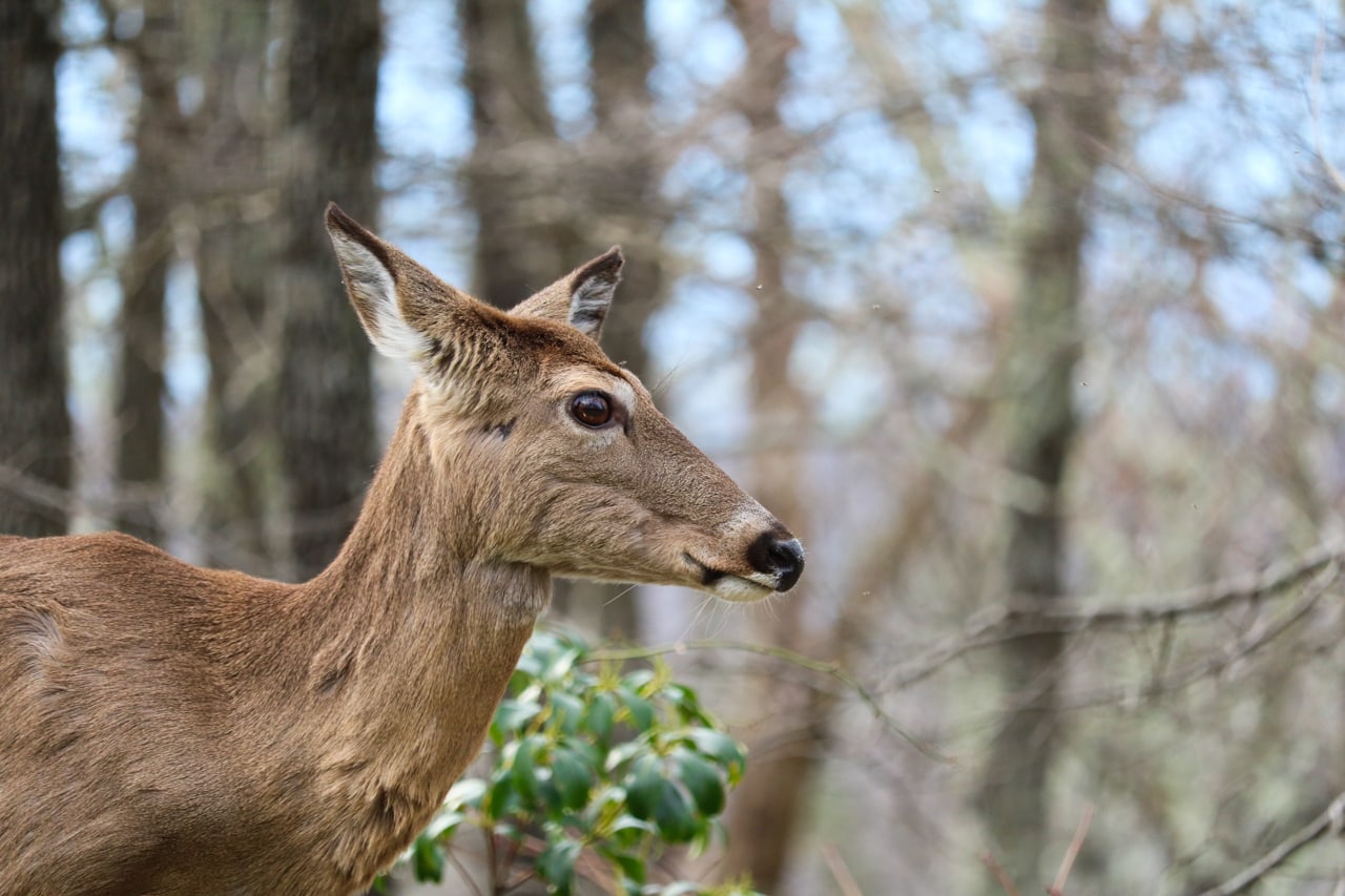 white-tailed deer wildlife shenandoah national park fall