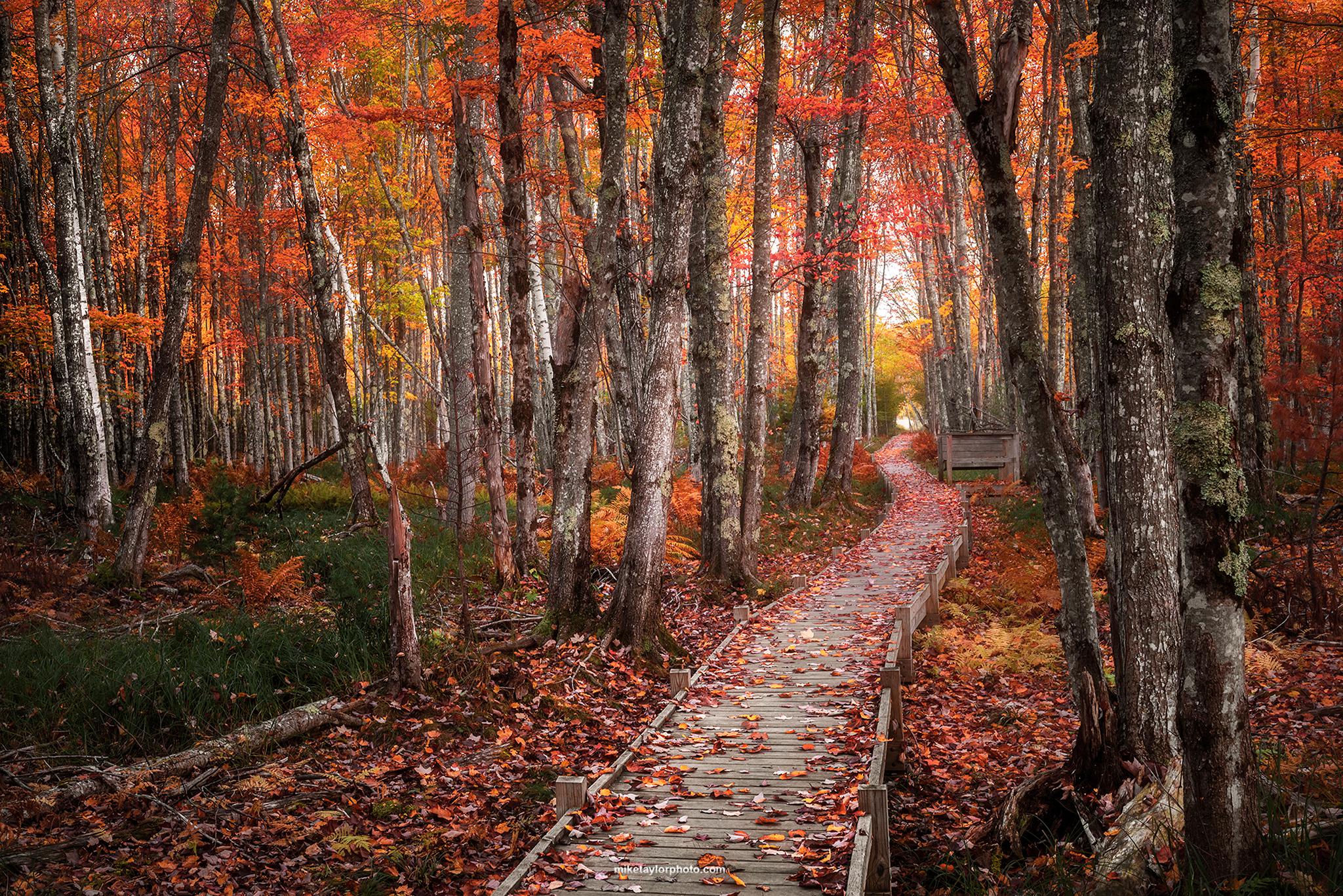 Jesup Path Acadia fall foliage Maine