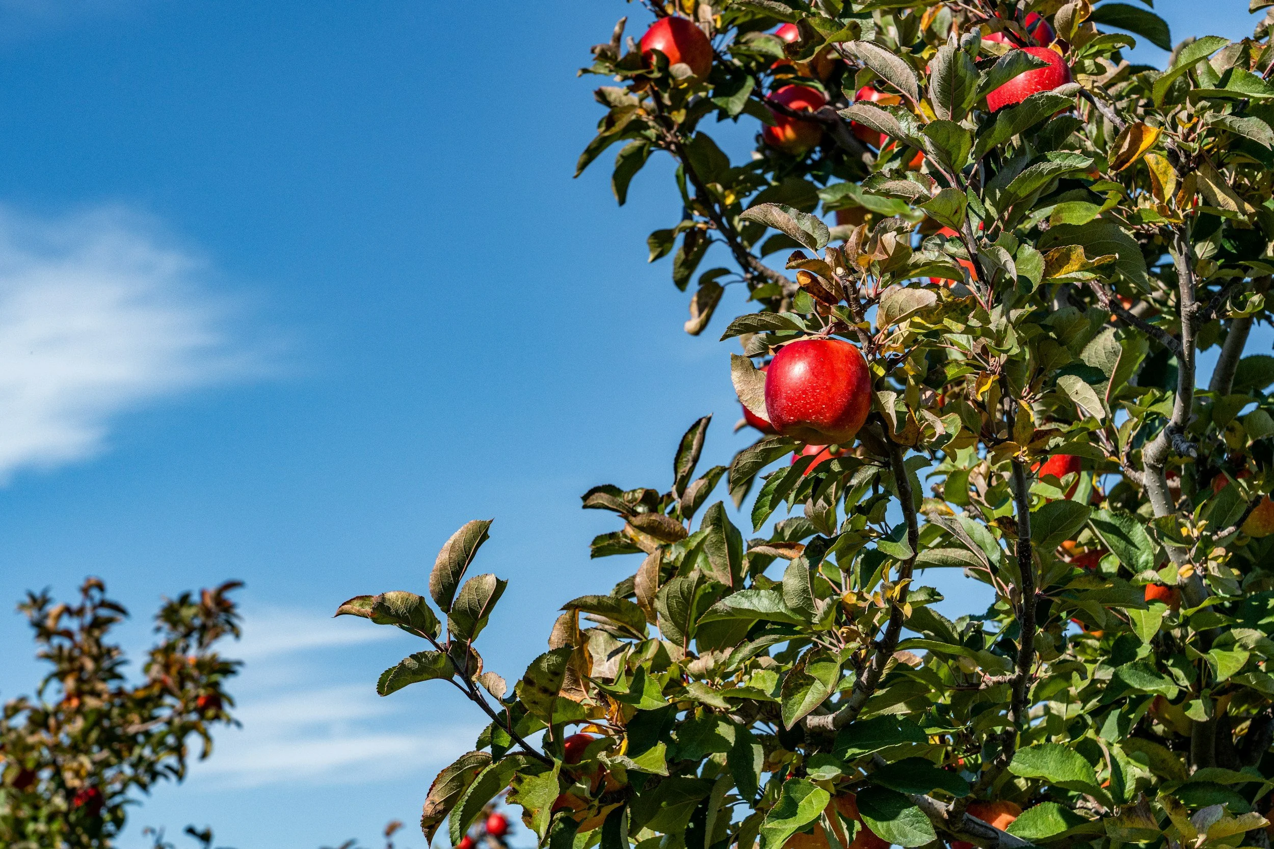 apple picking orchard adirondacks fall