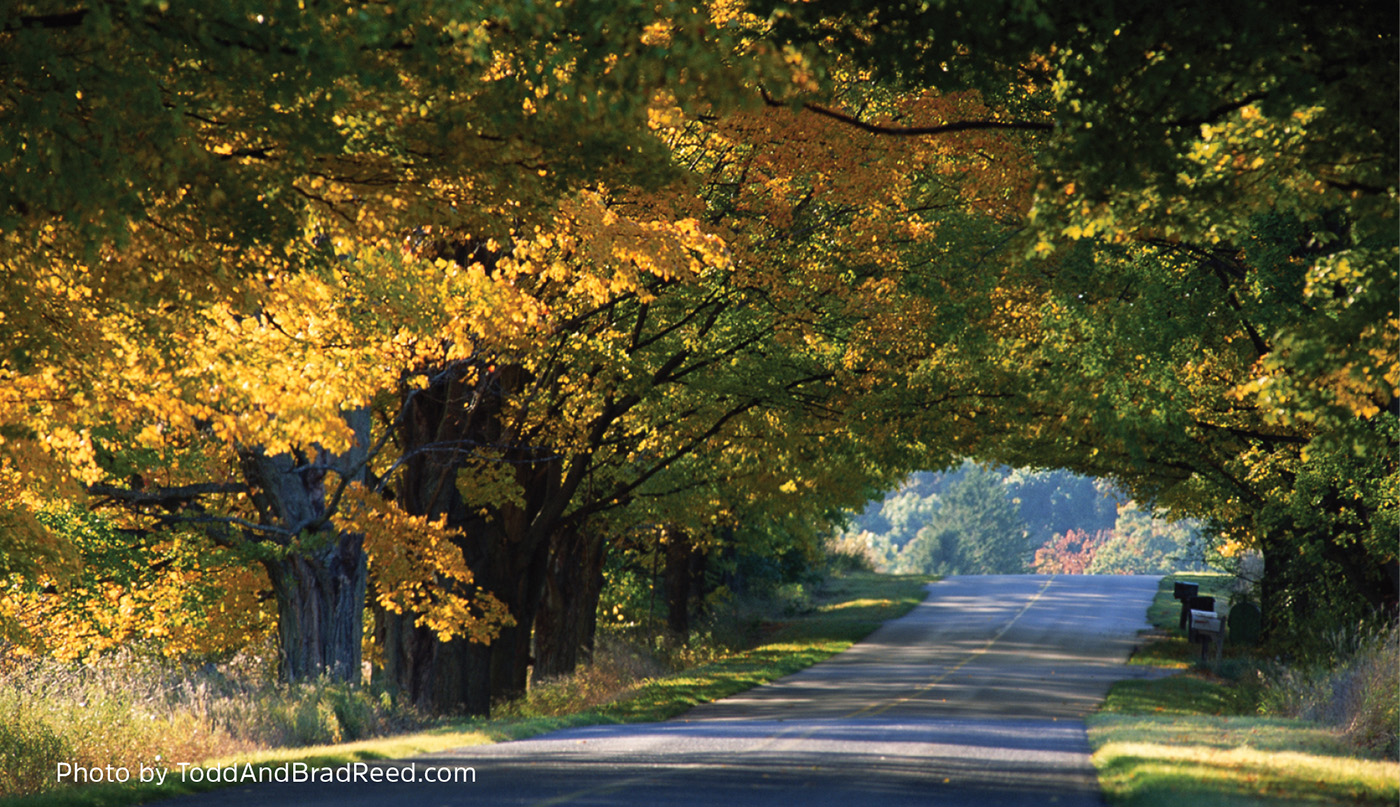 Tunnel of Trees M-119 Michigan