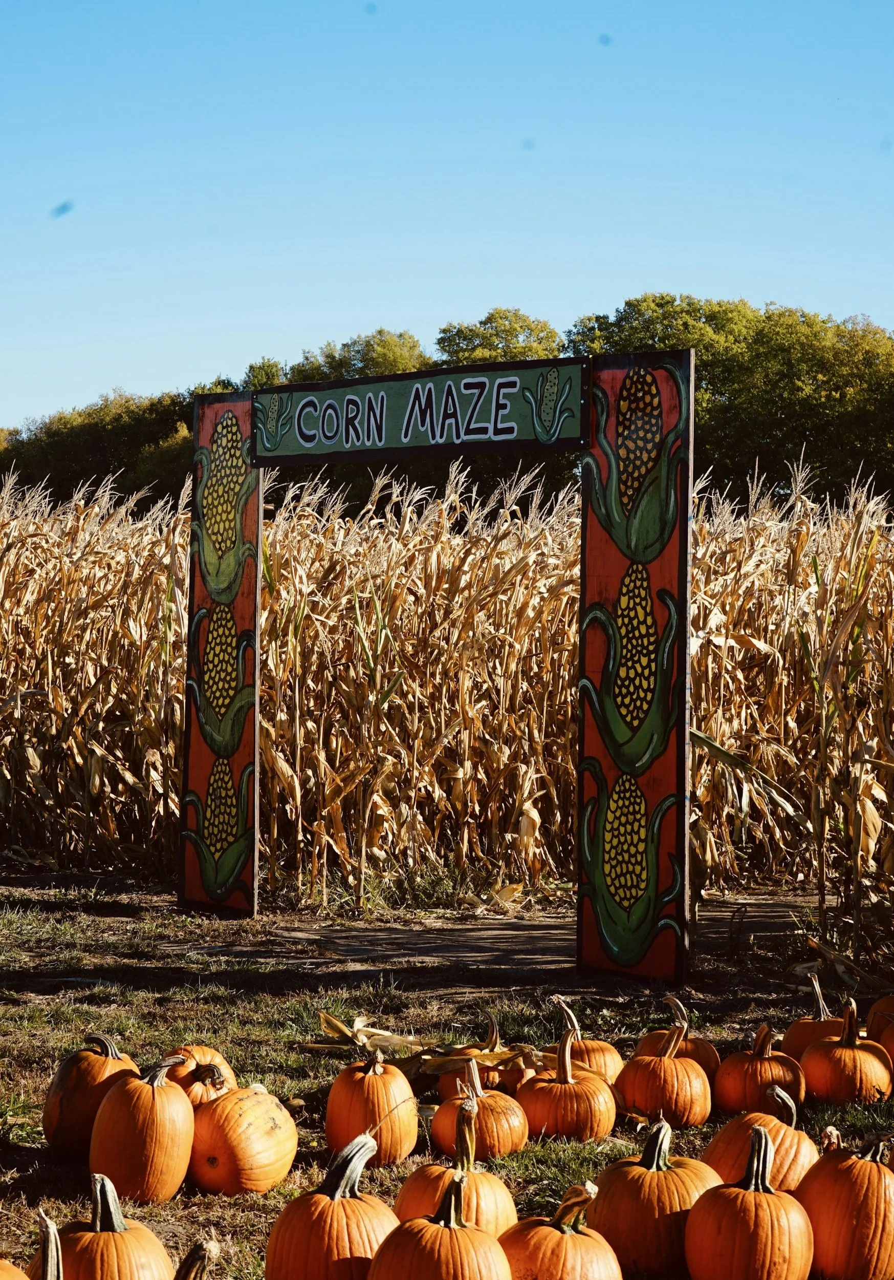 corn maze pumpkin patch fall