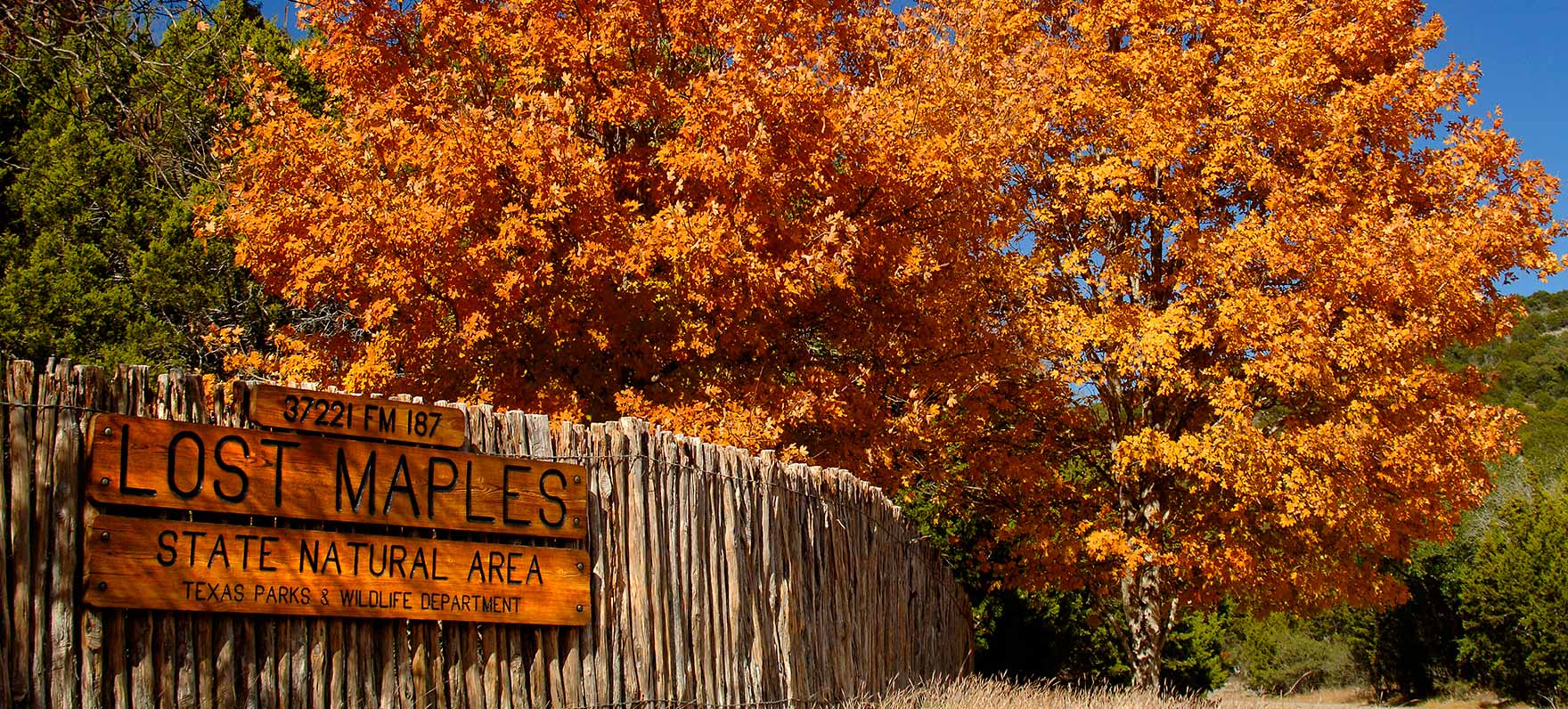 Lost Maples Texas autumn foliage road trip