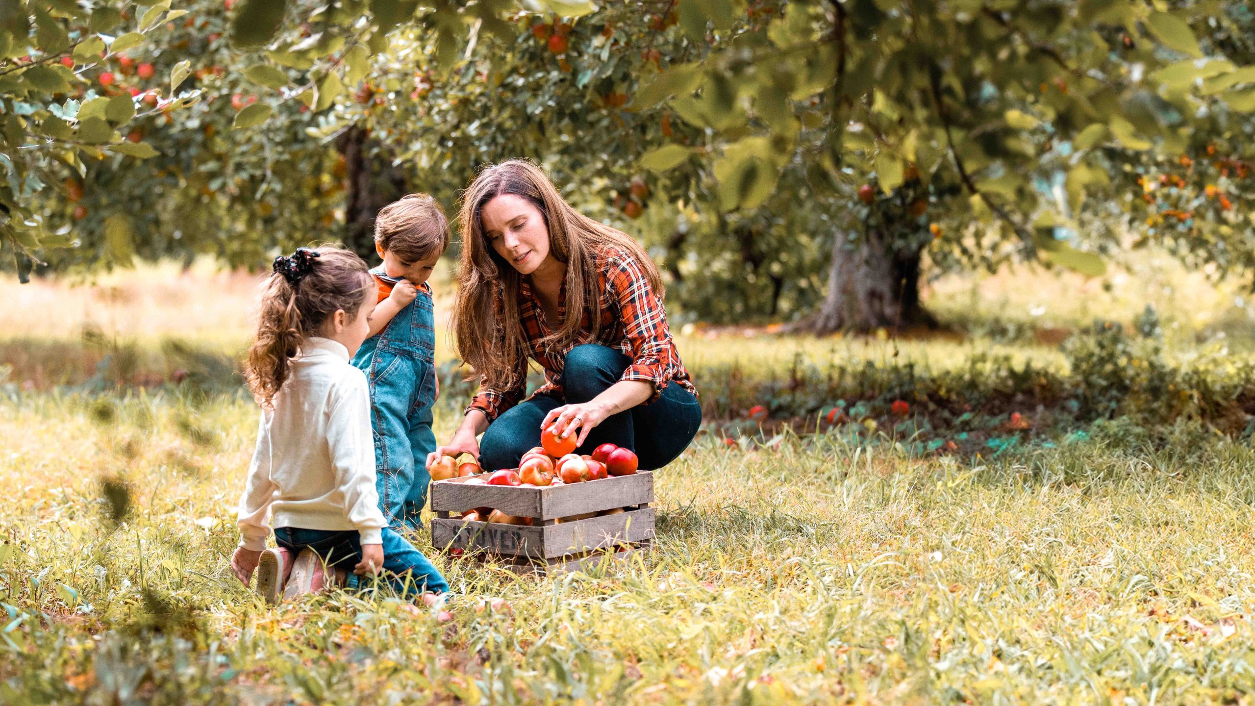 apple orchard family picking fall