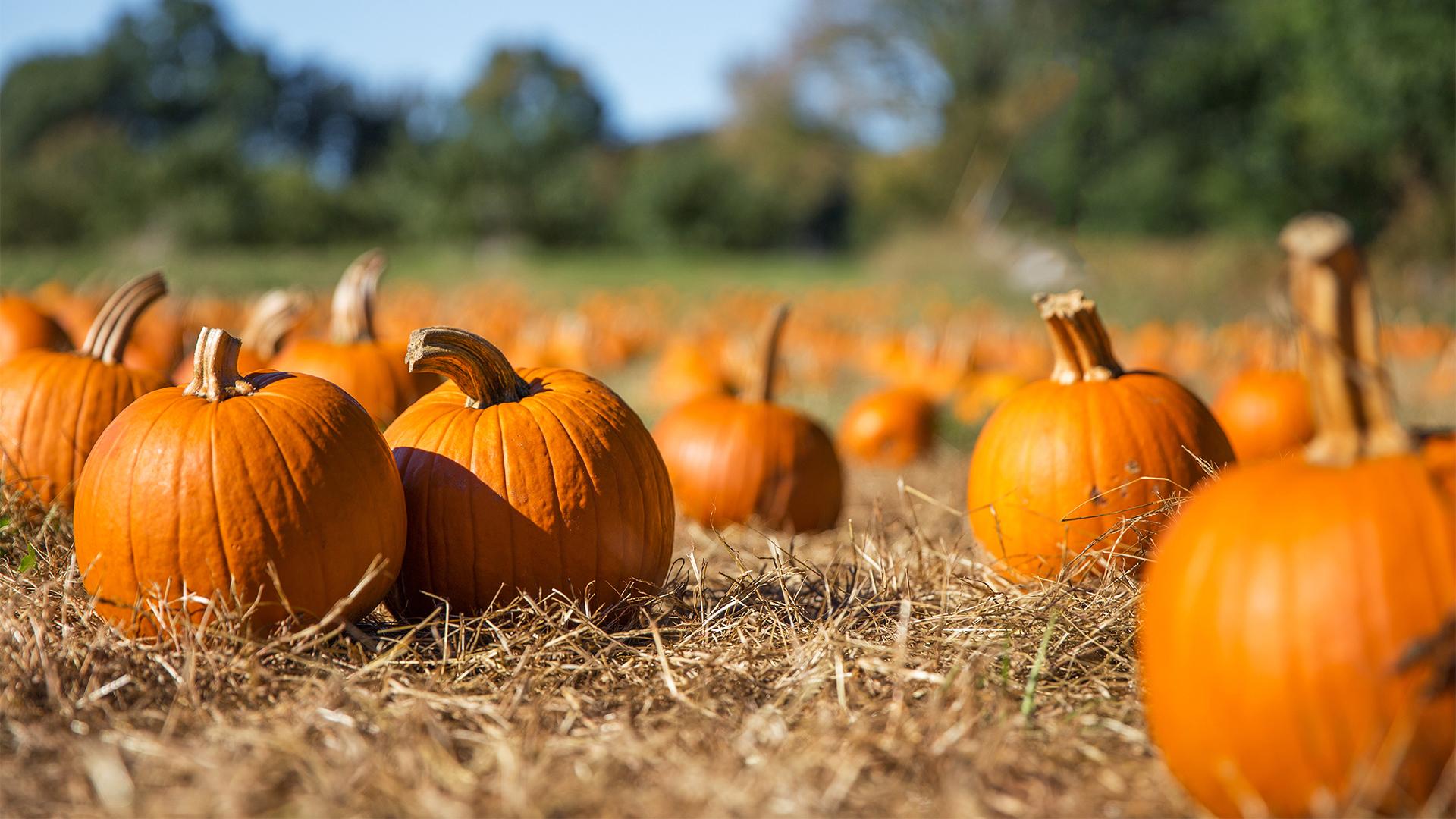 pumpkin patch fall season
