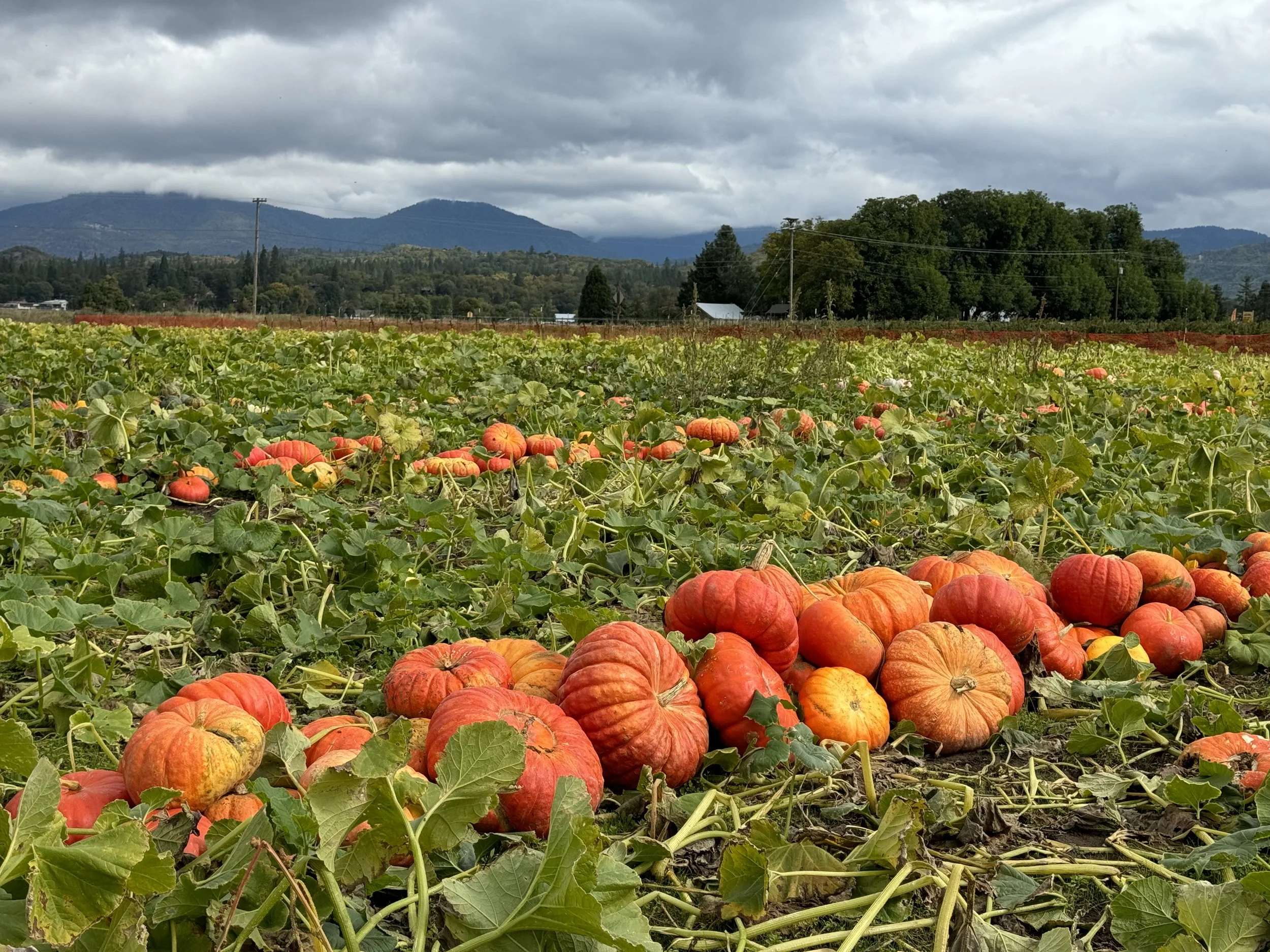 pumpkin patch Oregon farm fall