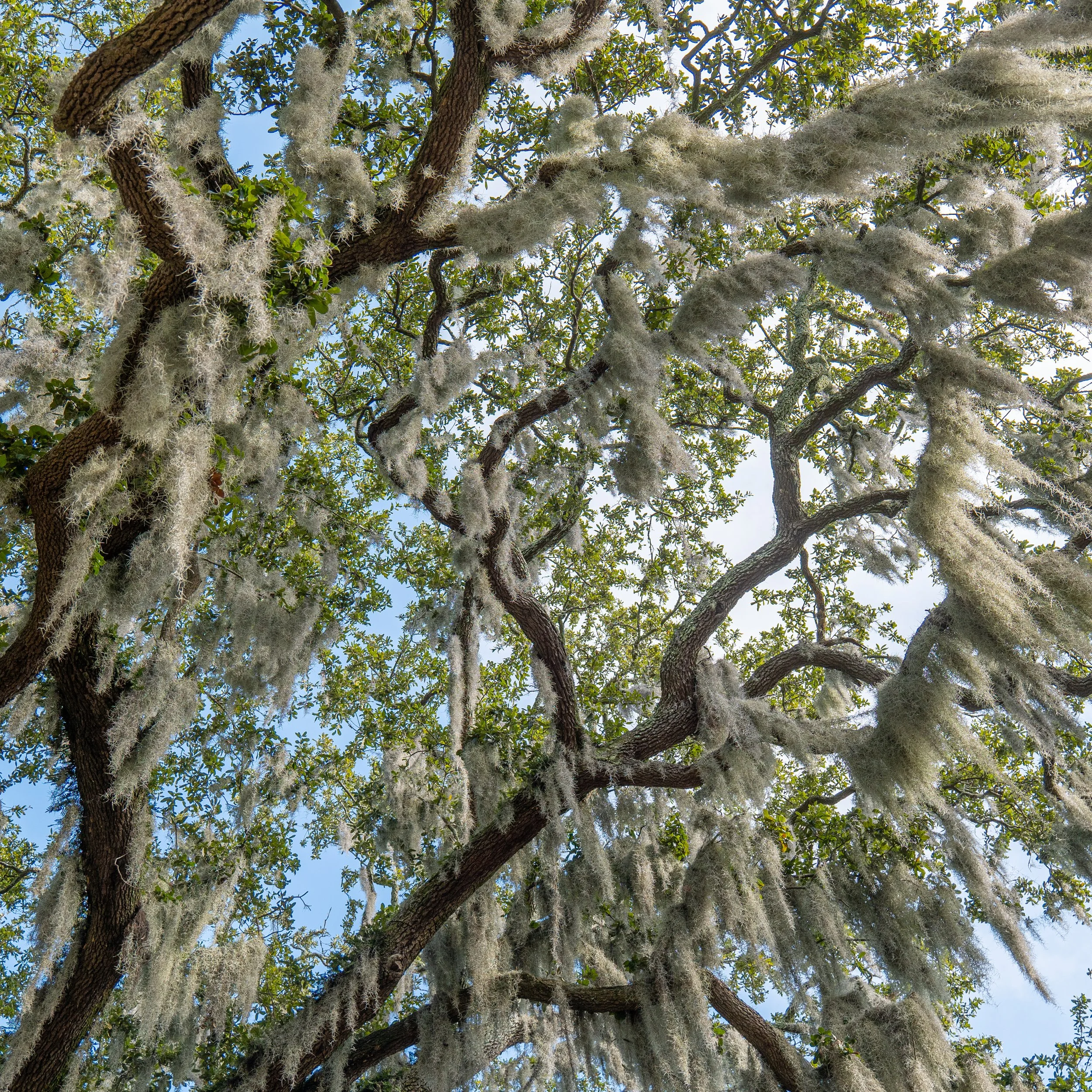 Savannah historic squares Spanish moss trees