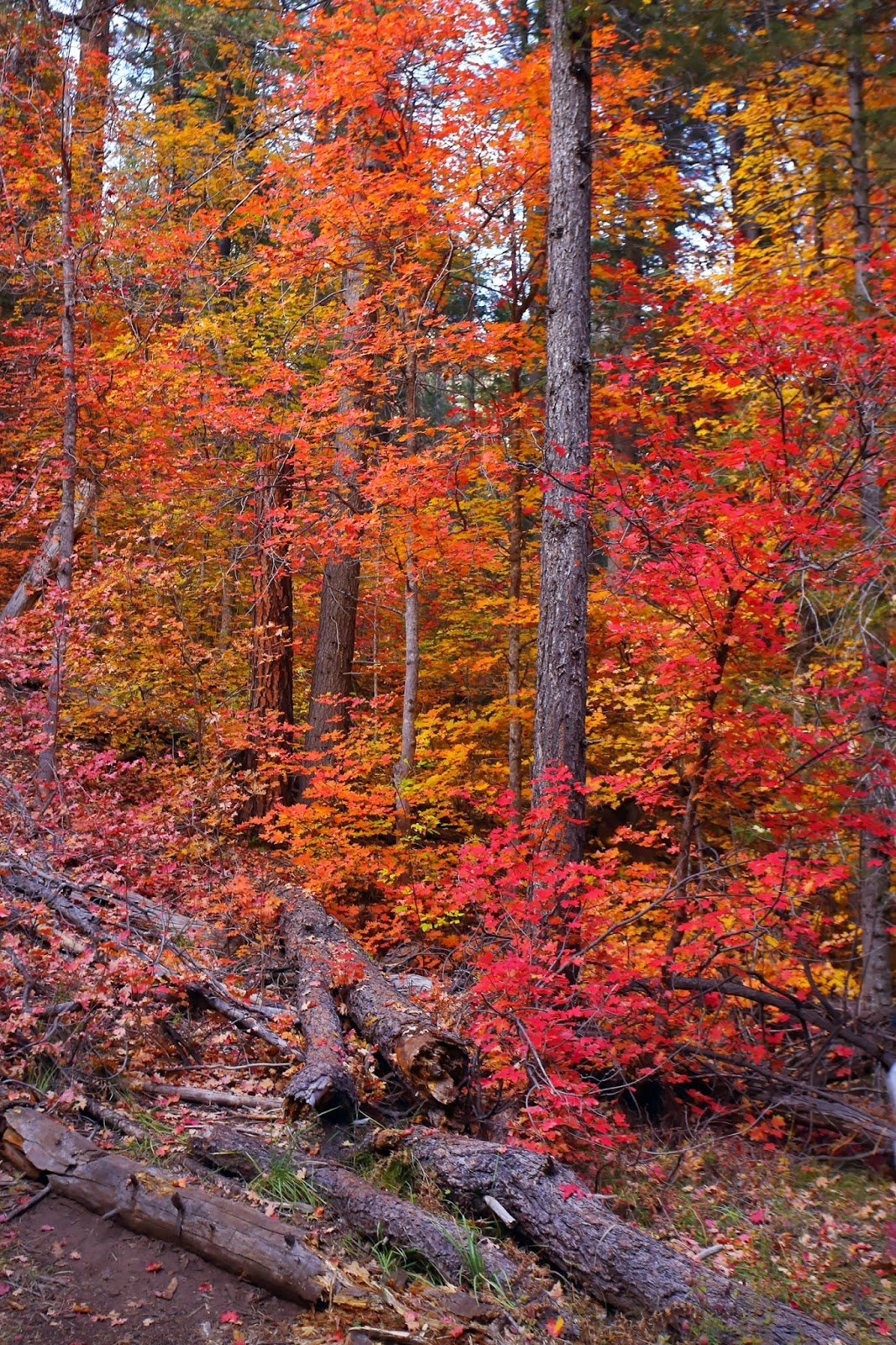 Sedona fall foliage oak creek canyon