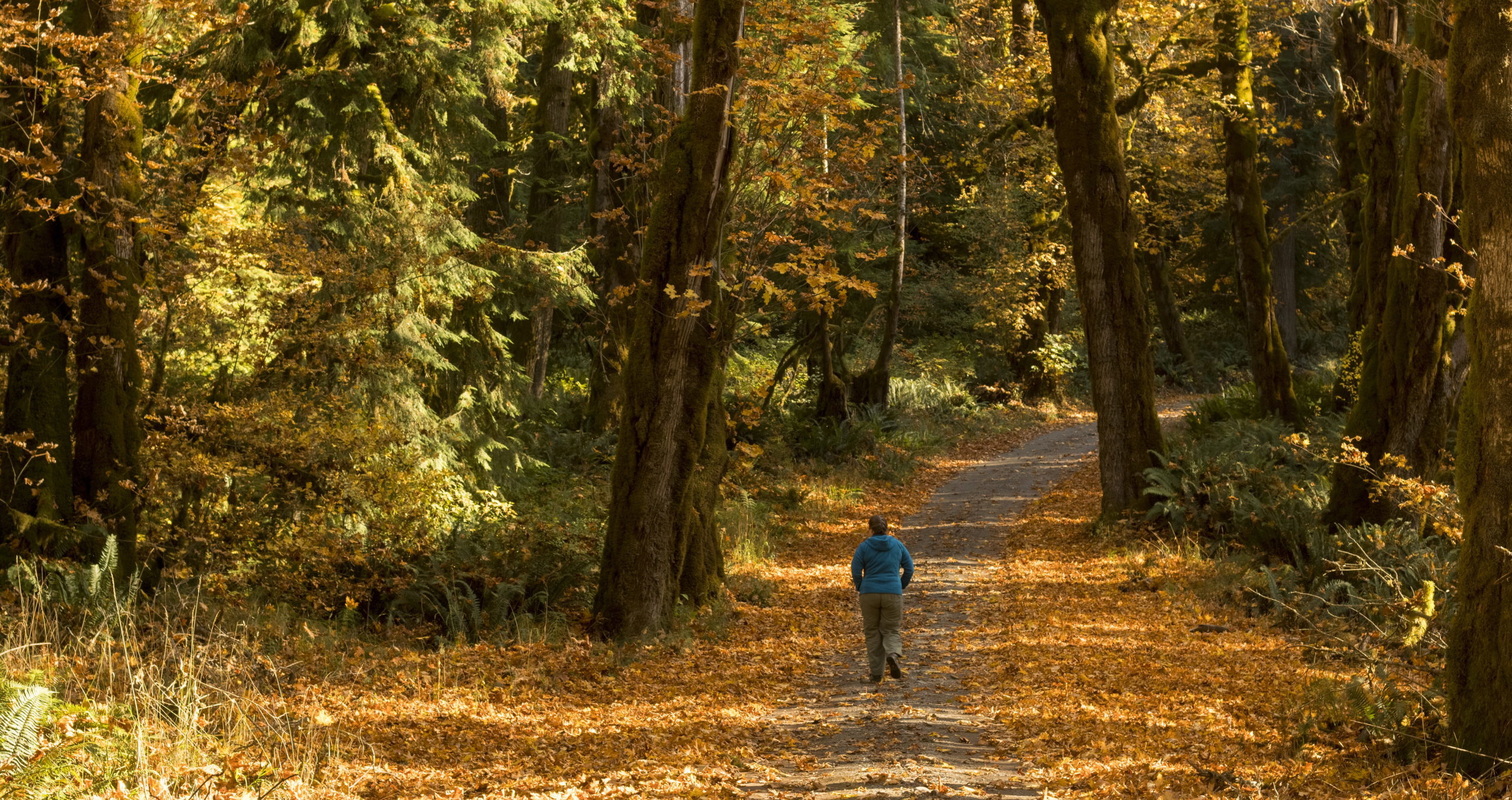 Olympic Peninsula fall foliage rainforest
