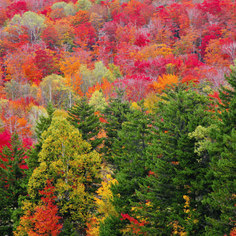 North Conway village fall foliage New Hampshire