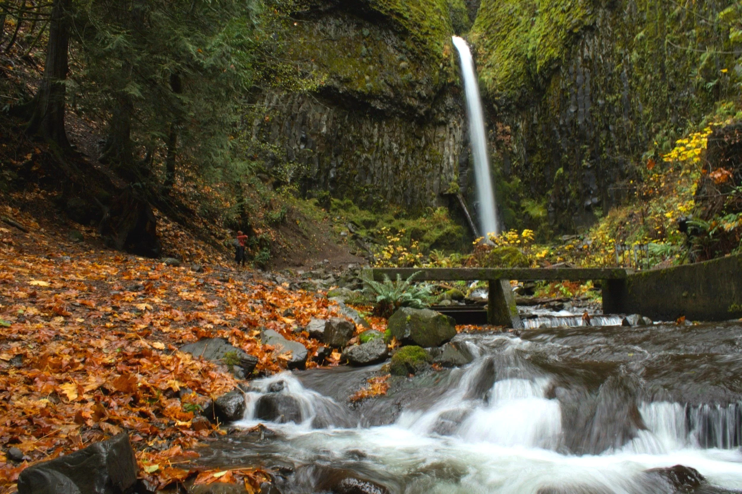 columbia river gorge autumn trail