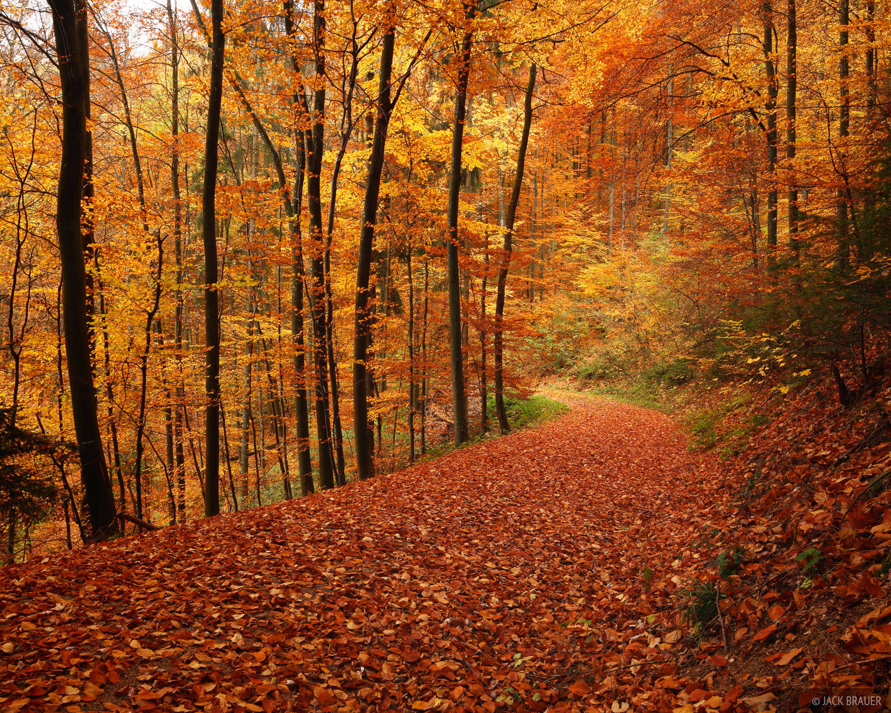 black forest germany autumn