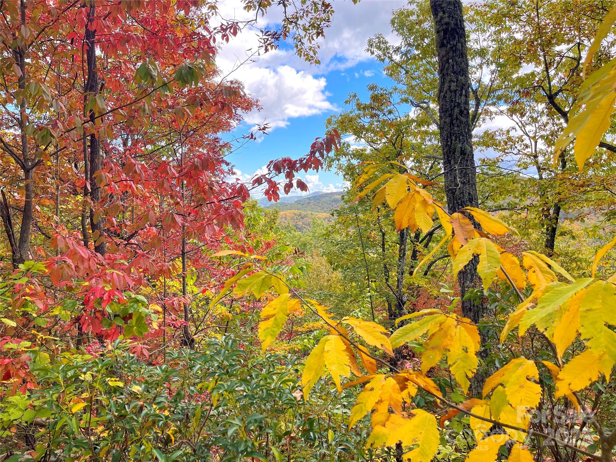 Black Forest autumn foliage mountain road
