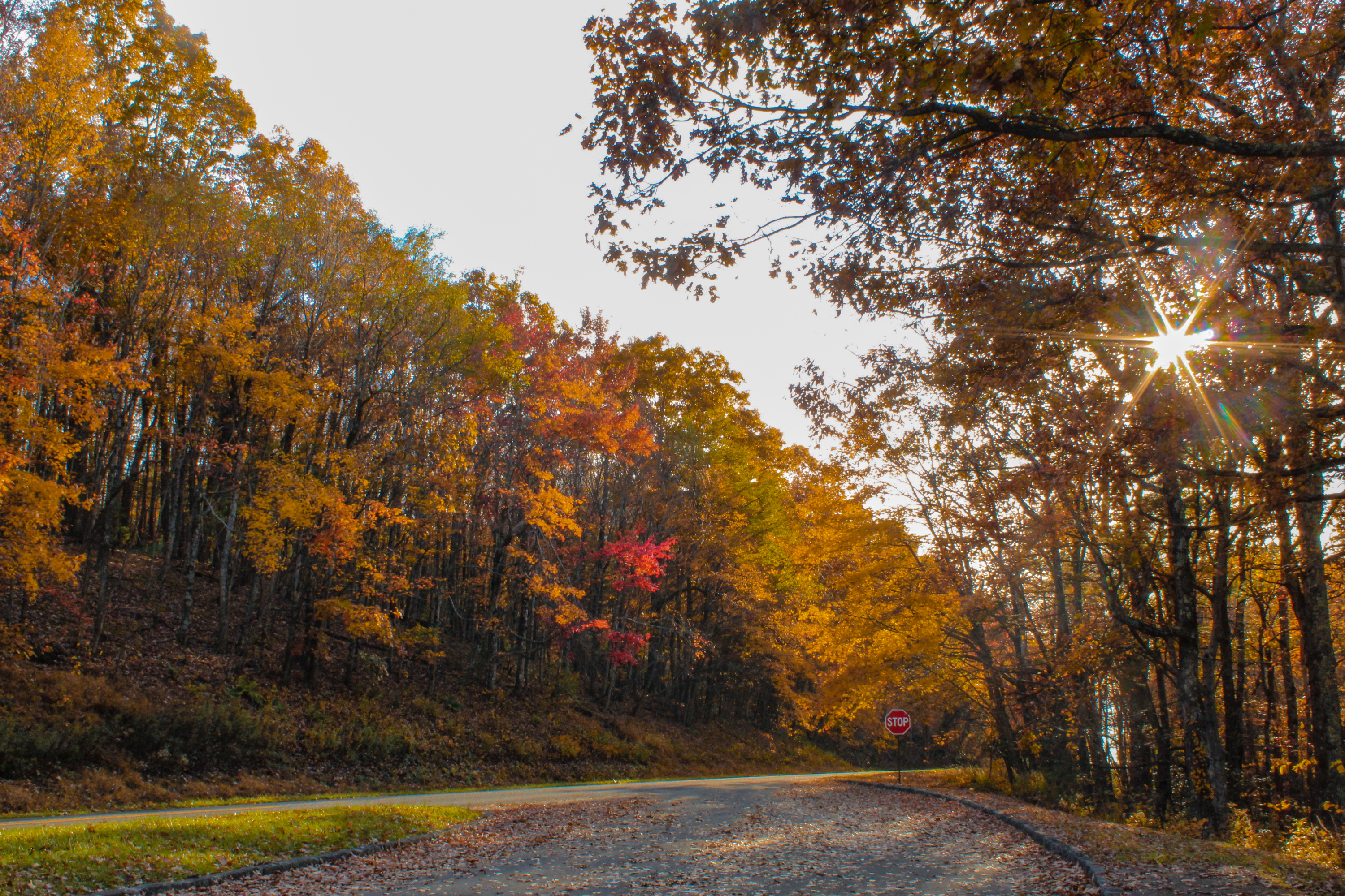 blue ridge parkway fall foliage overlook