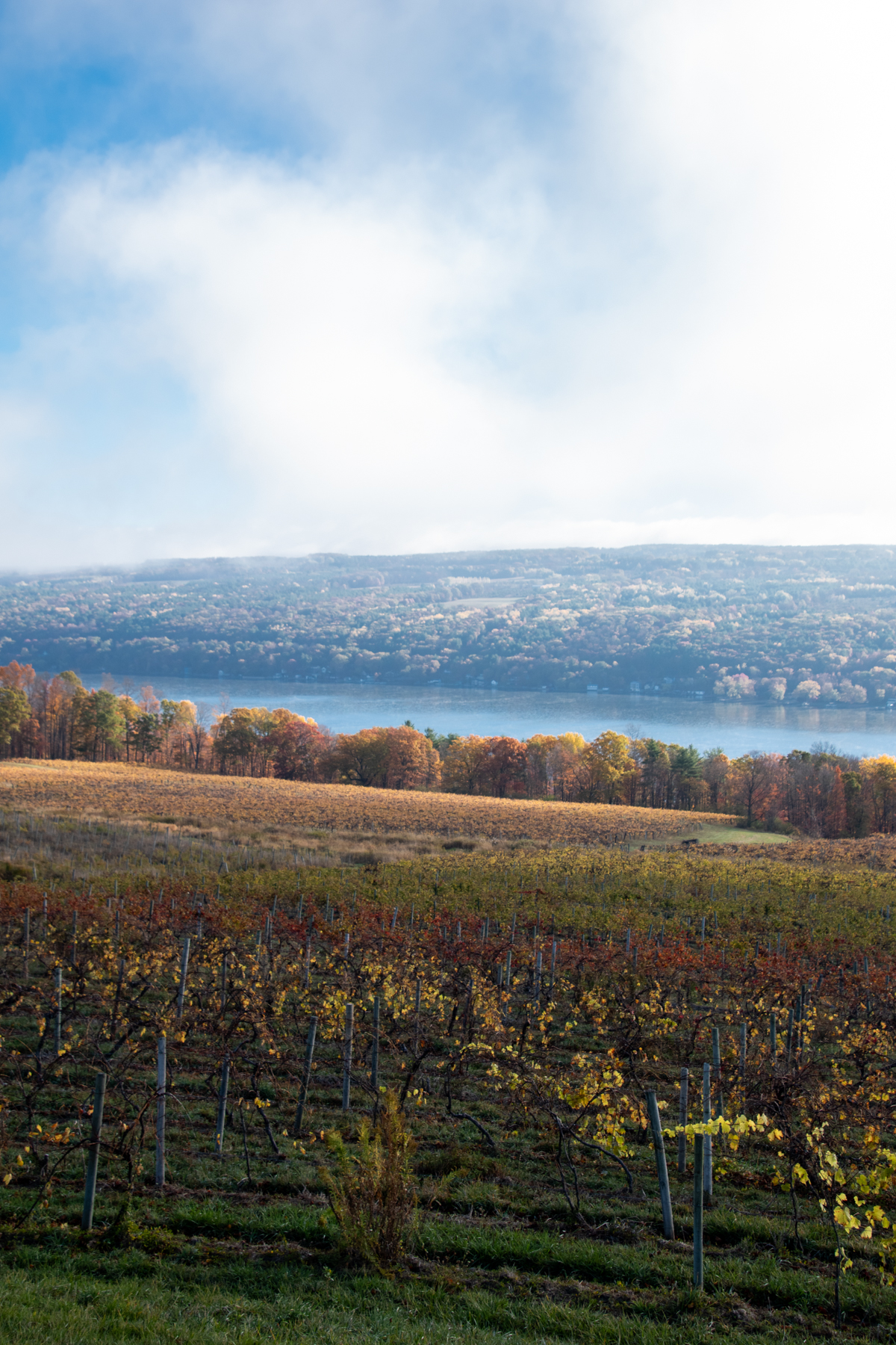 Keuka Lake vineyard hillside
