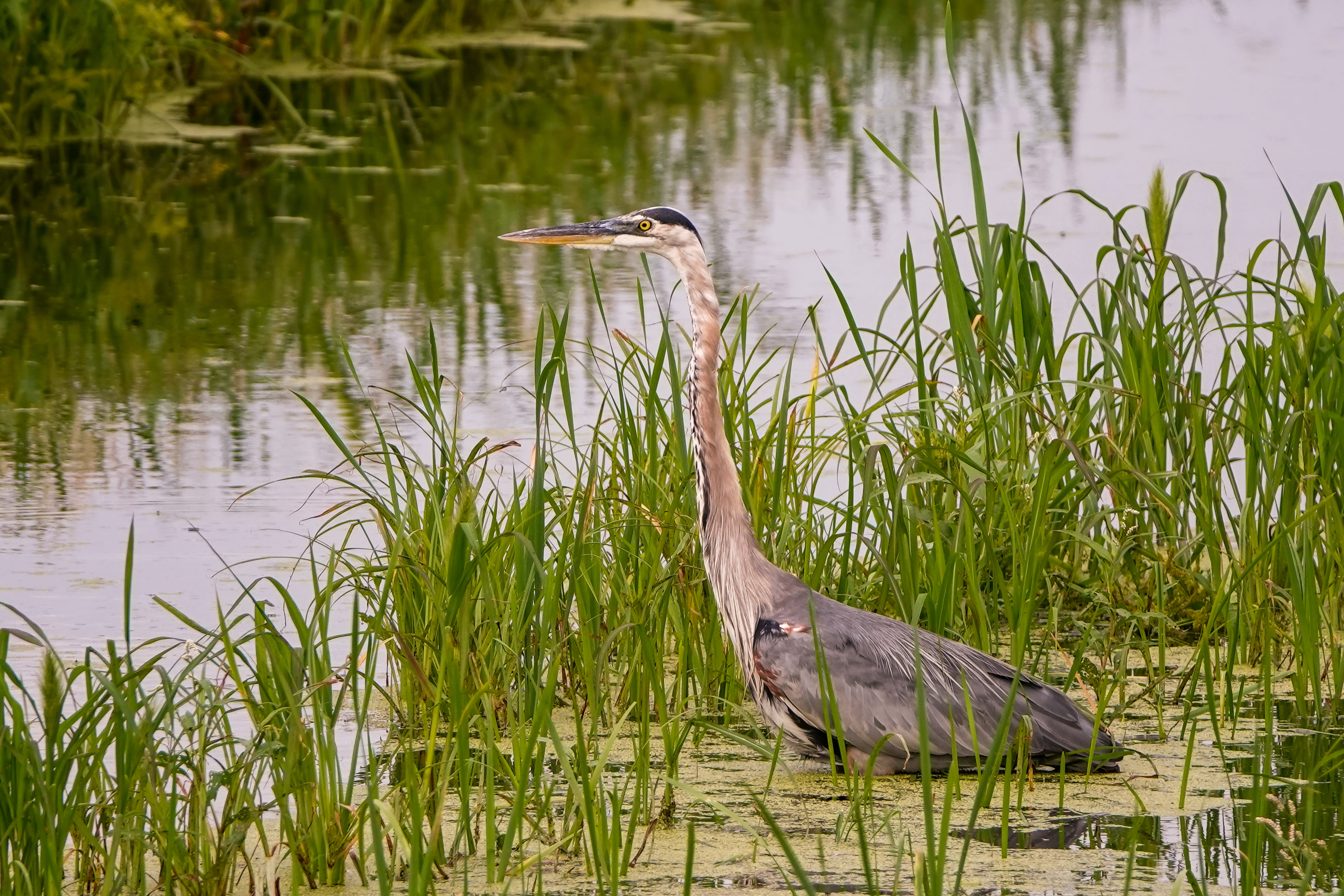 Montezuma National Wildlife Refuge Wetlands