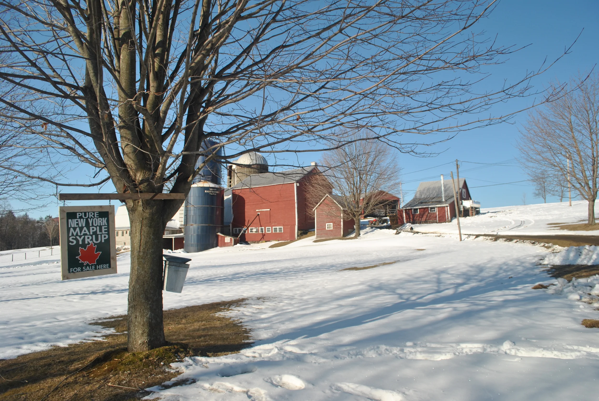 Soukup Farms maple syrup production