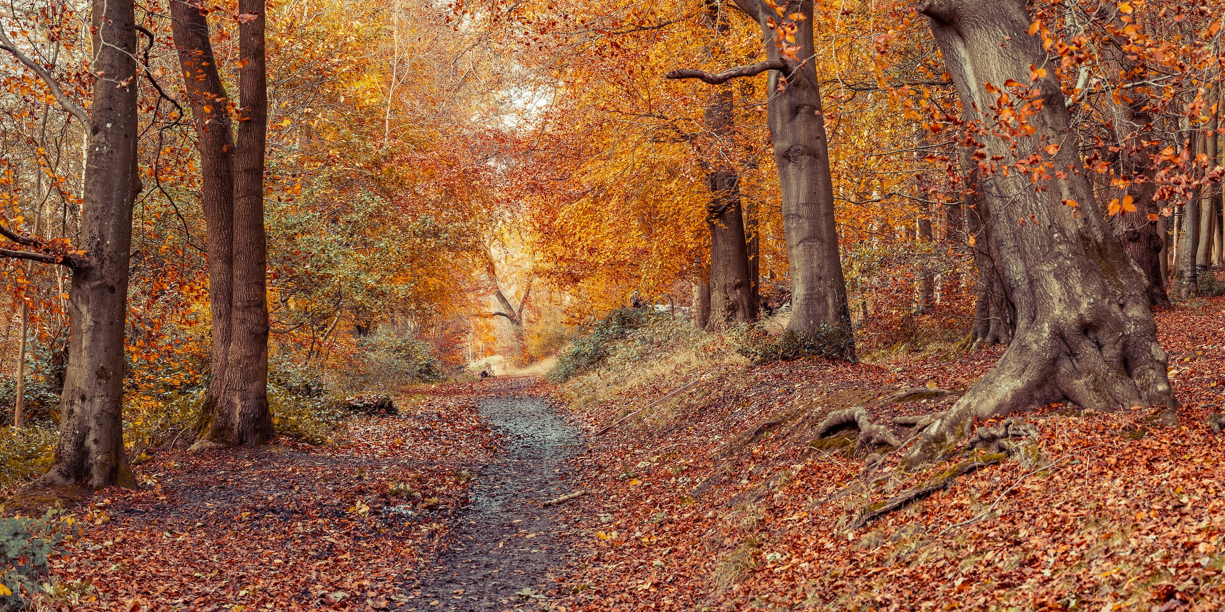 autumn hiking trail through forest