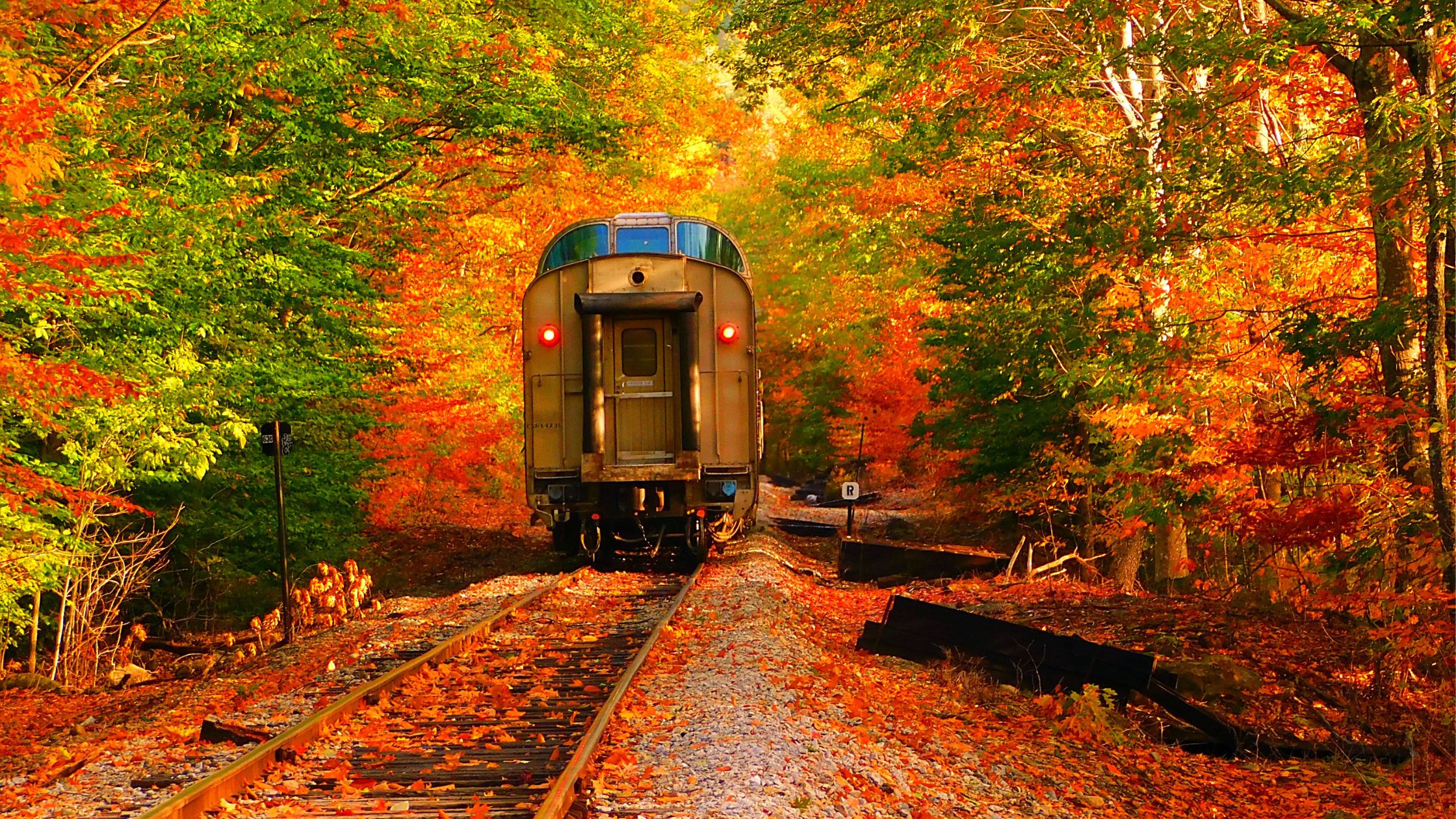 autumn train through colorful fall foliage forest