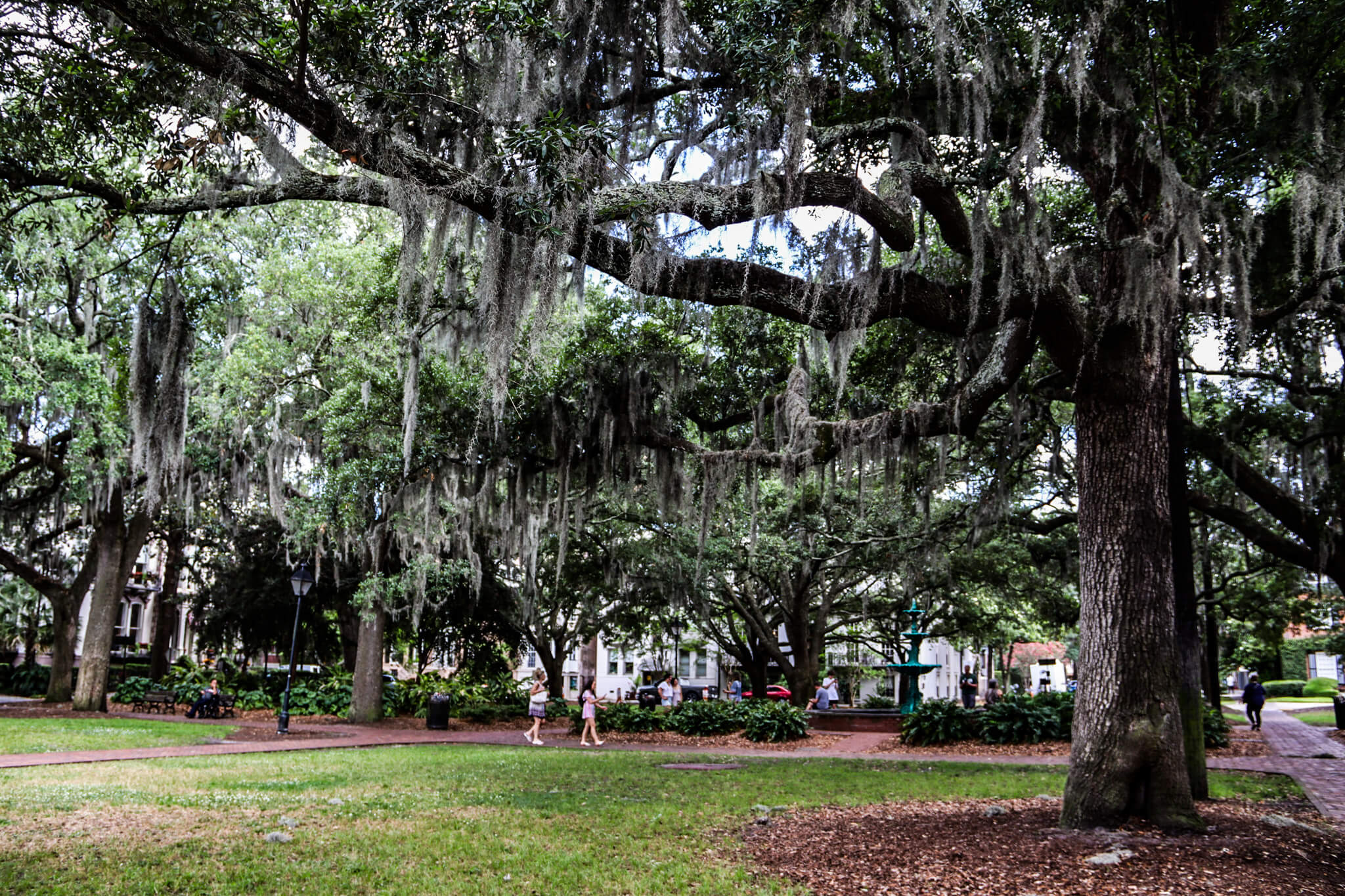 Savannah Georgia haunted squares Spanish moss