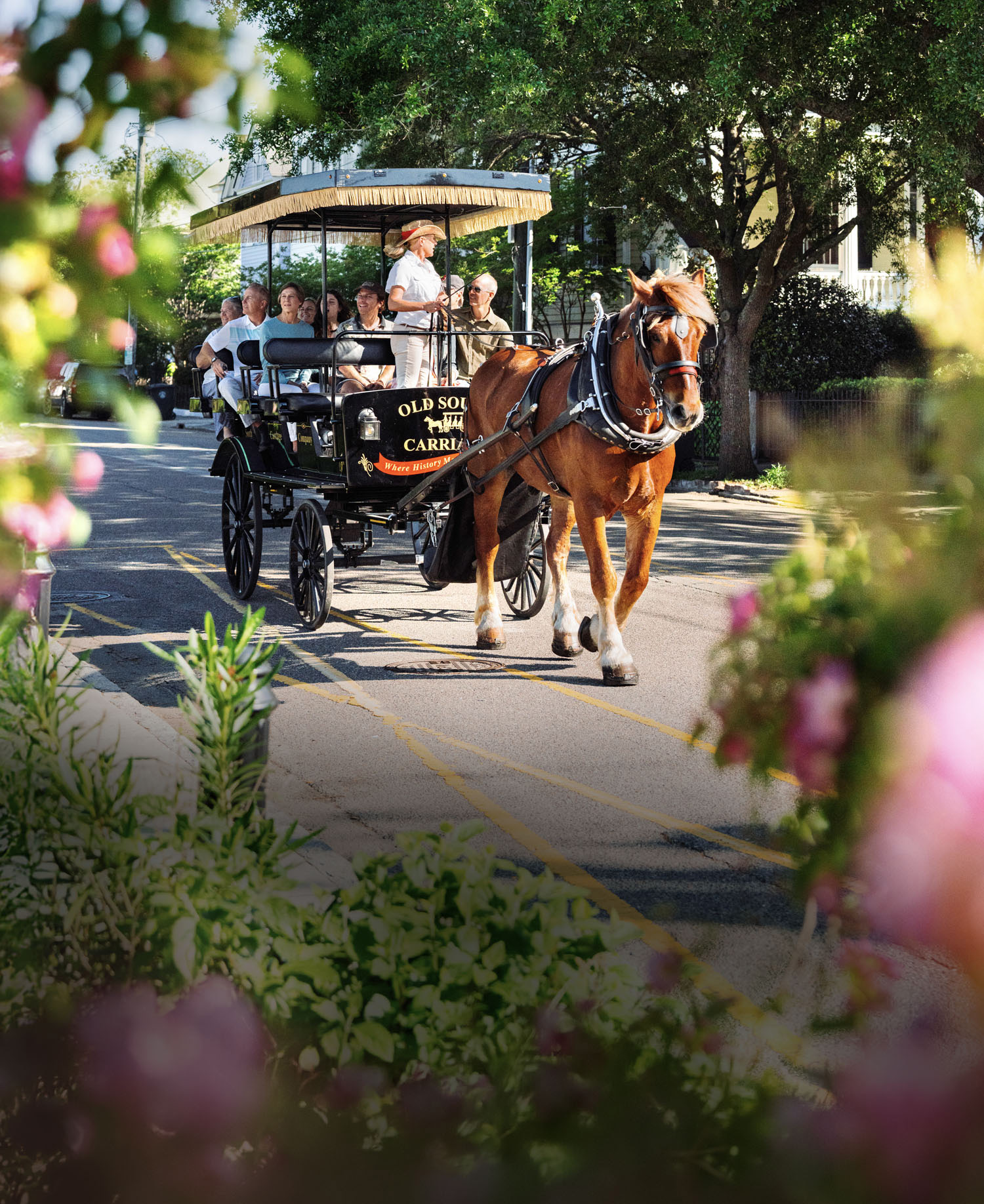 charleston horse carriage halloween tour cobblestone streets