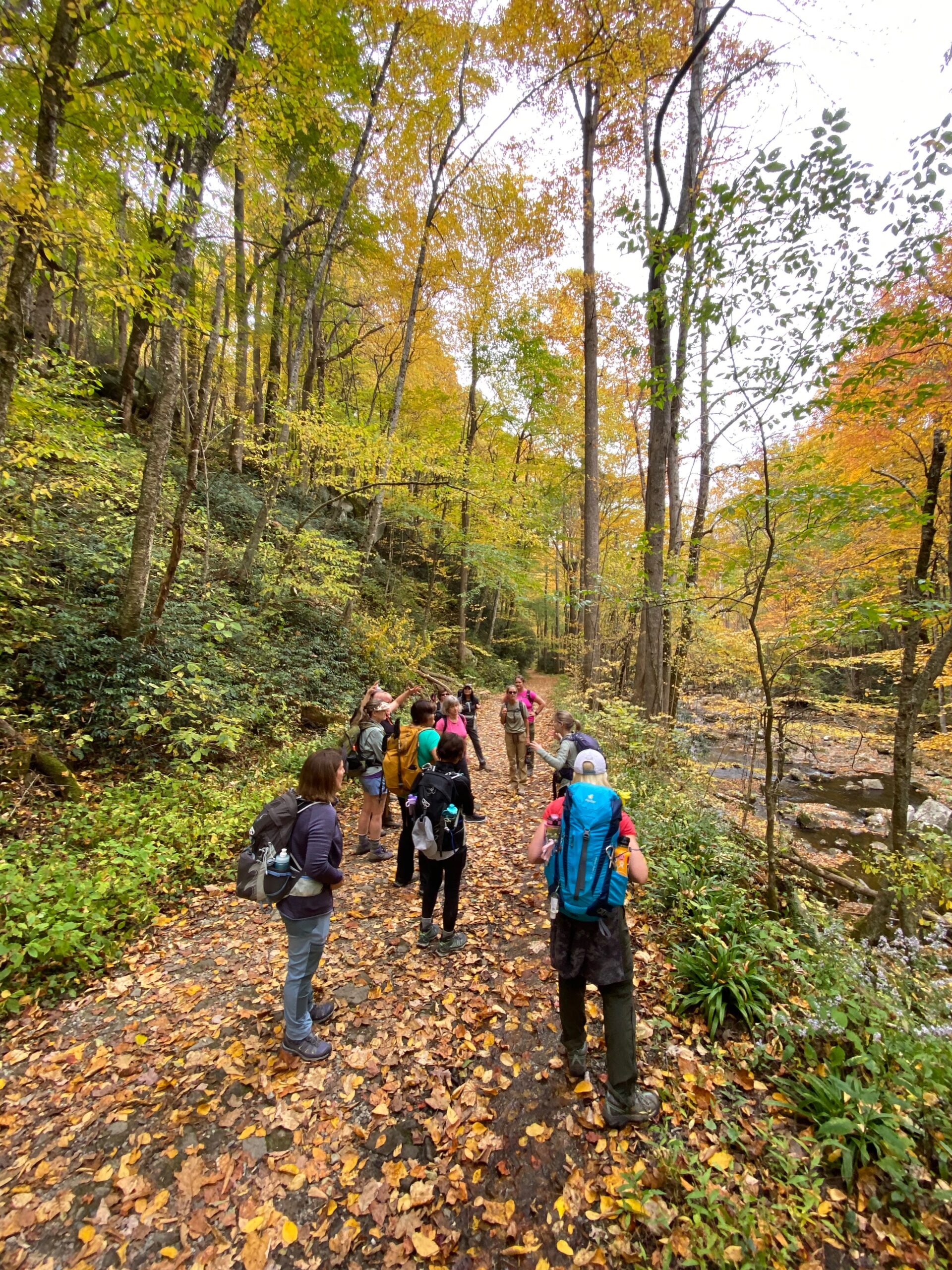 Great Smoky Mountains fall foliage hiking trail