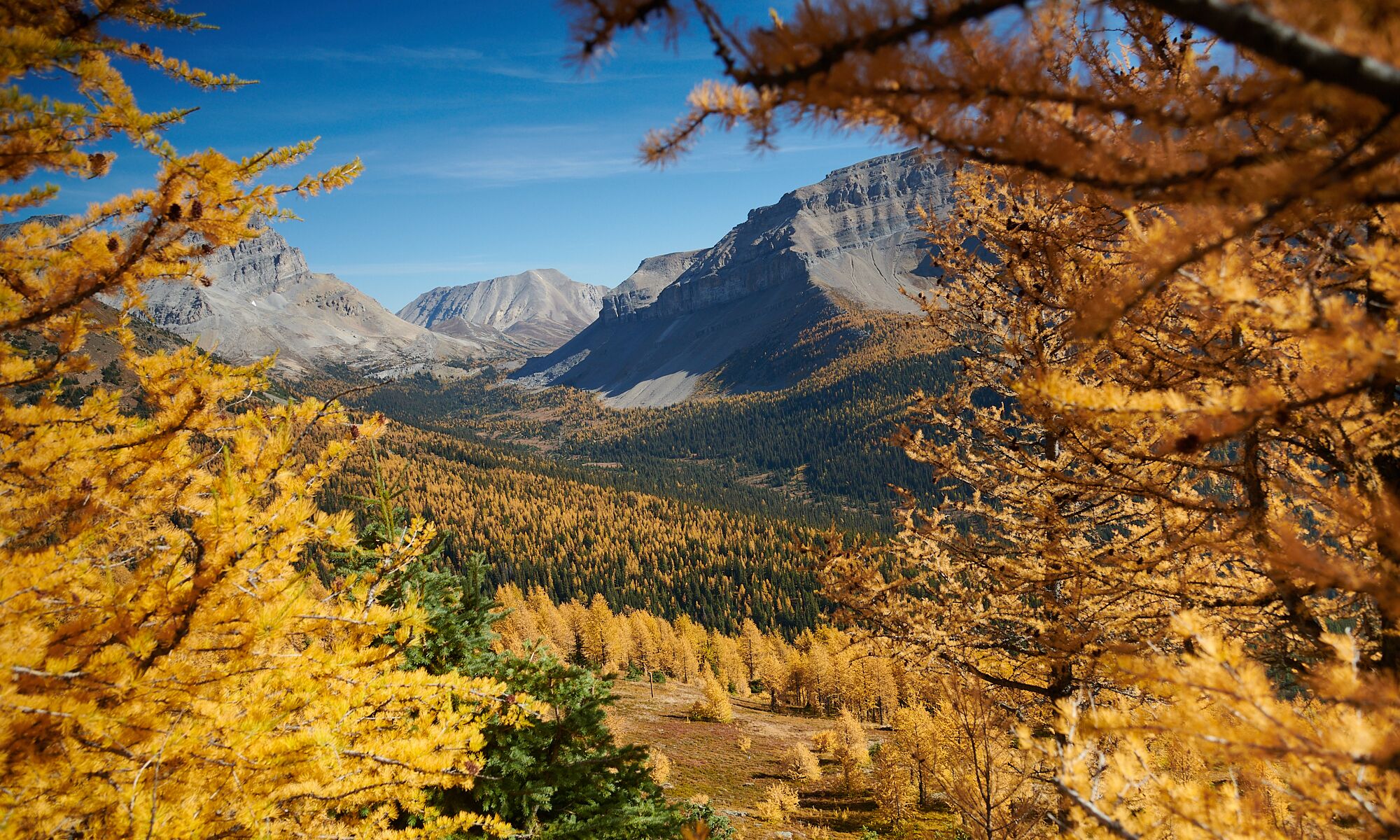 Lake Louise gondola autumn larch trees mountain view