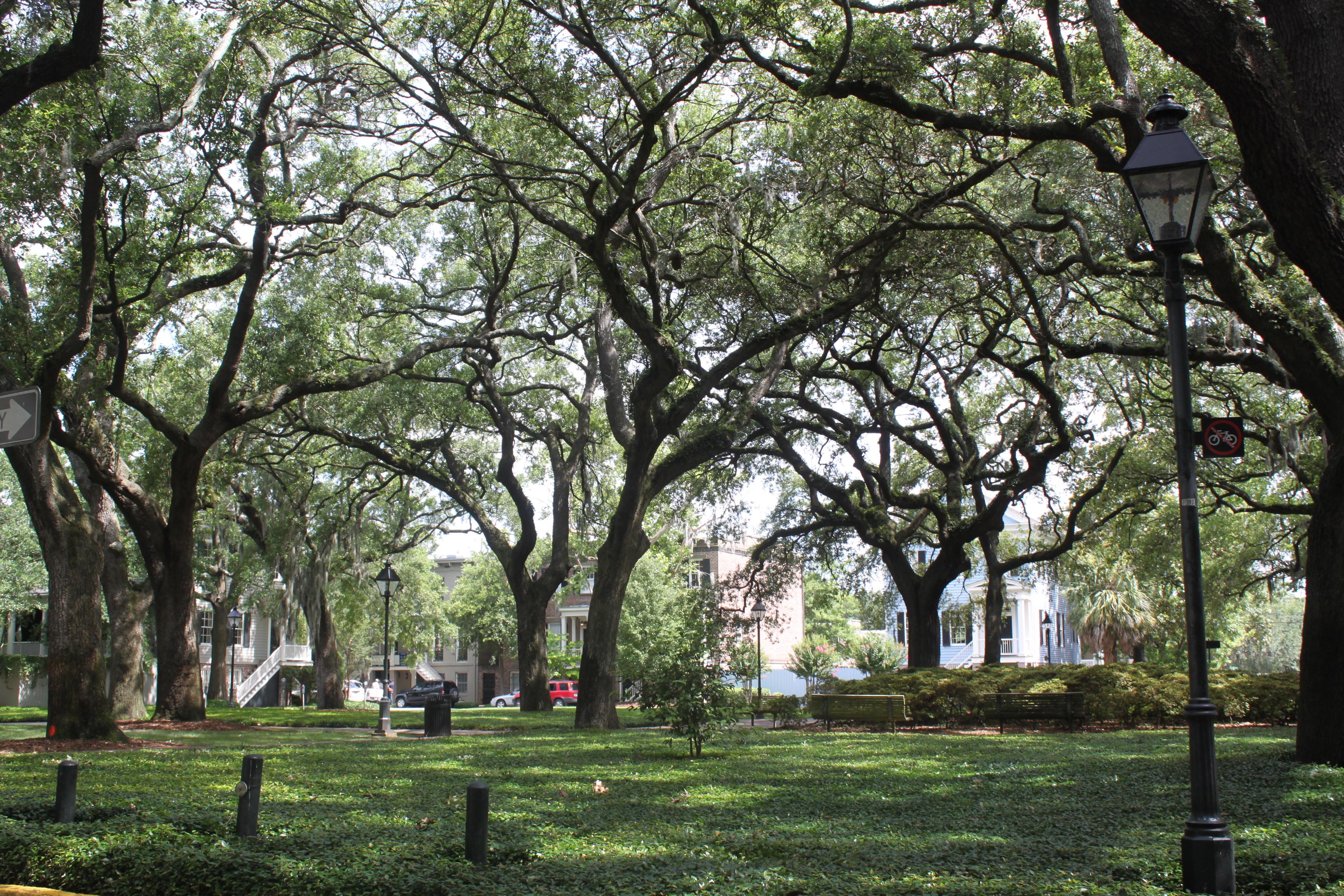Savannah Historic District squares and oak trees