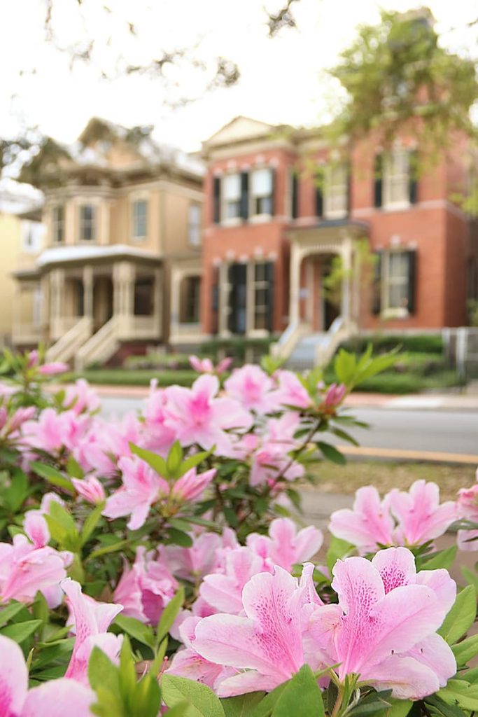 savannah spring azaleas and historic homes