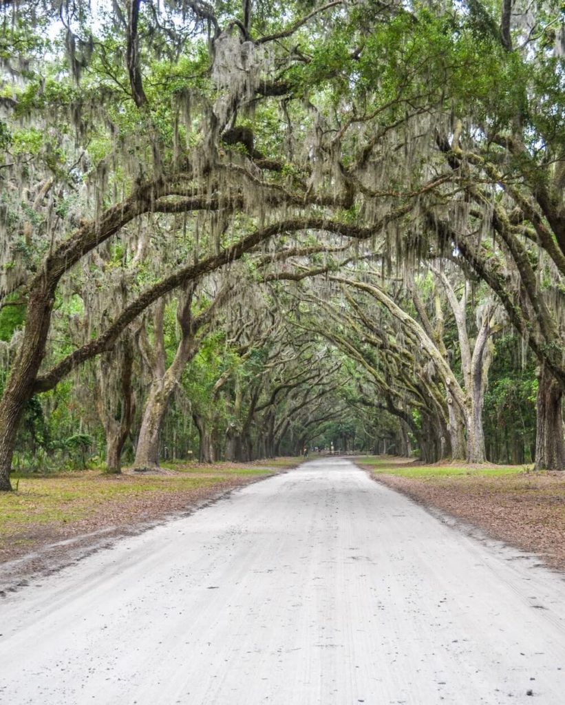 wormsloe historic site live oak avenue savannah