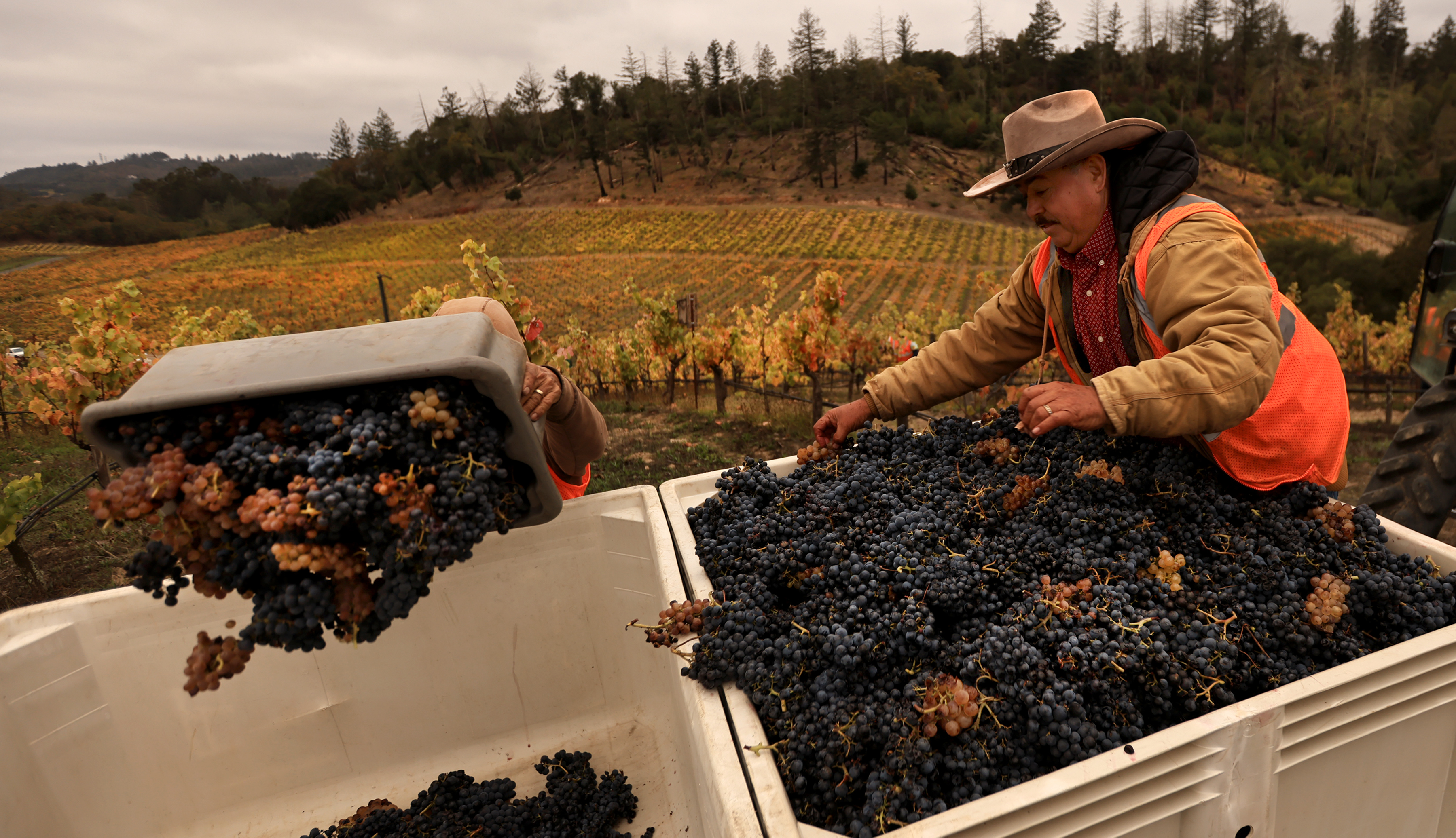 Napa Valley grape harvest picking